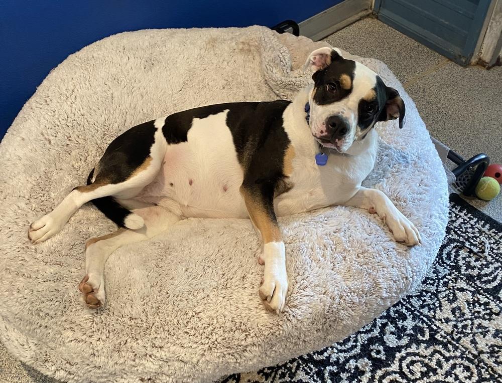 Pascal (aka Raven), Adoptable, Adult Female Boxer & Pit Bull Terrier.