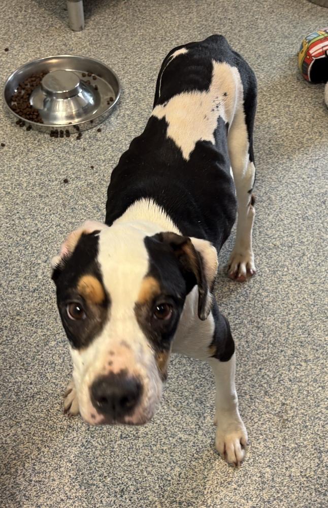 Pascal (aka Raven), a Adoptable mixed breed in Bartlesville, OK image 2/3