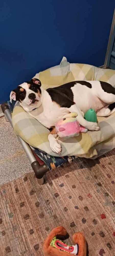 Pascal (aka Raven), a Adoptable mixed breed in Bartlesville, OK image 3/3