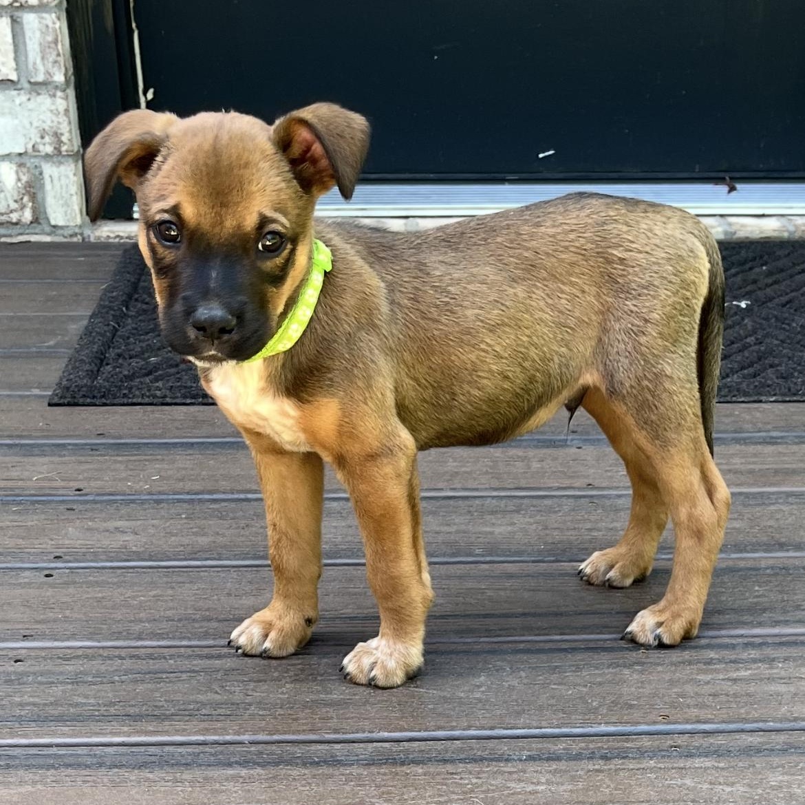 GUS, Baby Male unknown