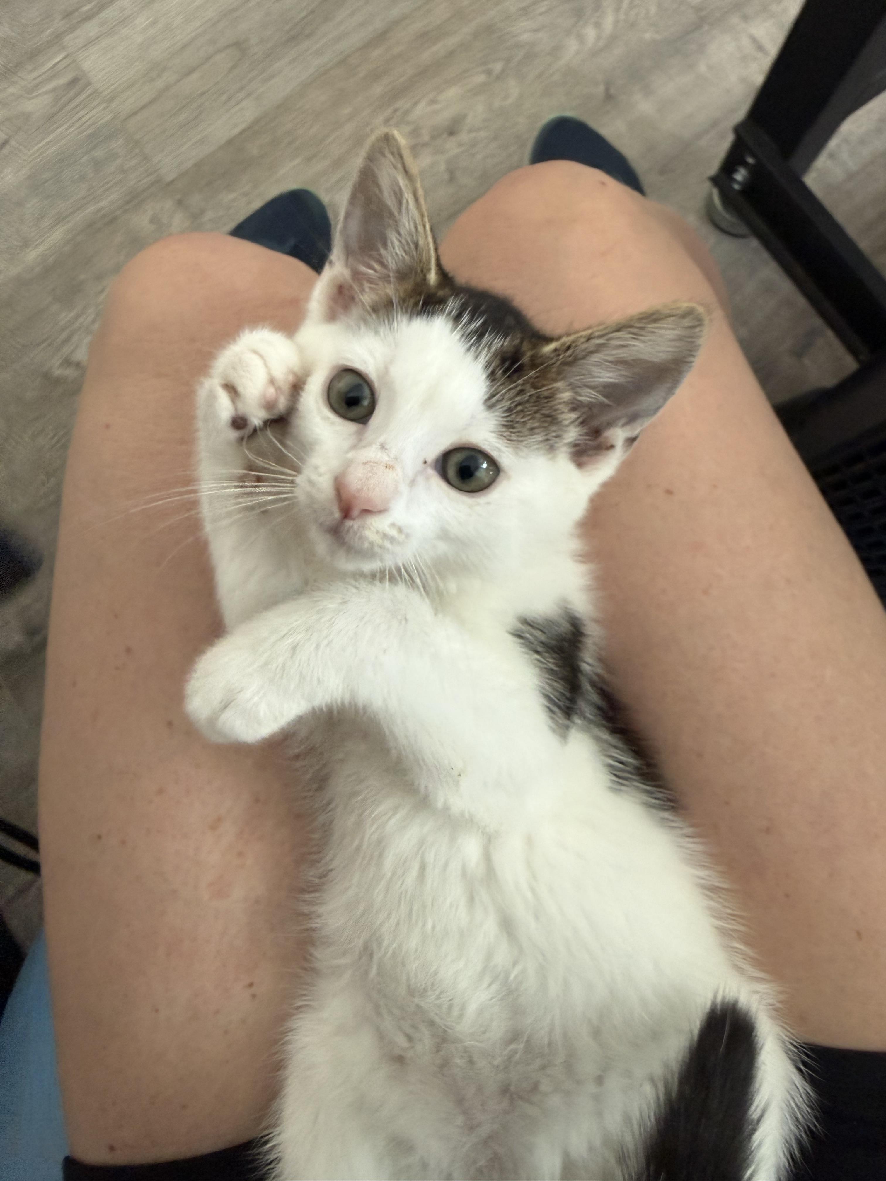 Star, an adopted Domestic Short Hair in Johnson City, TN image 1/6