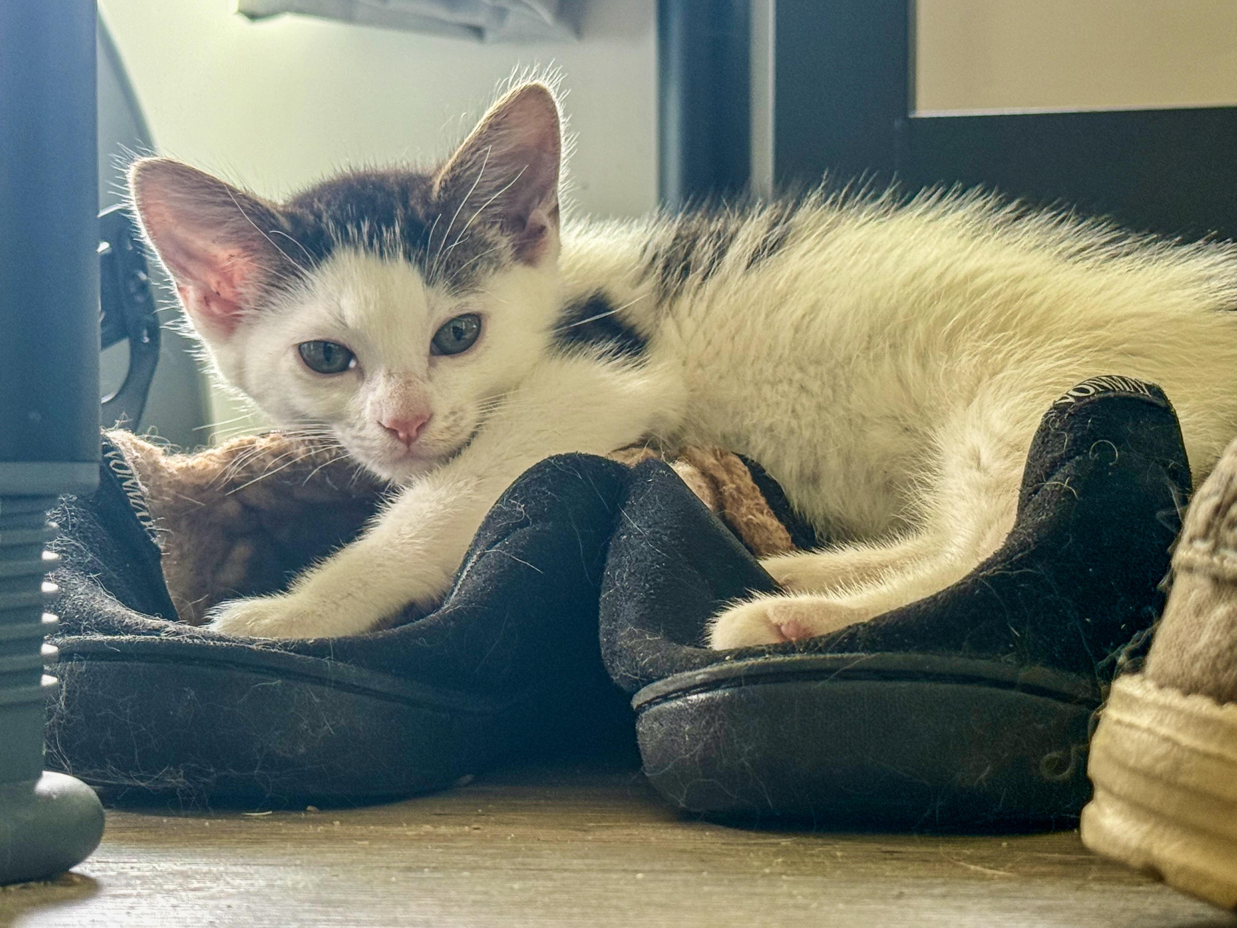 Star, an adopted Domestic Short Hair in Johnson City, TN image 2/6