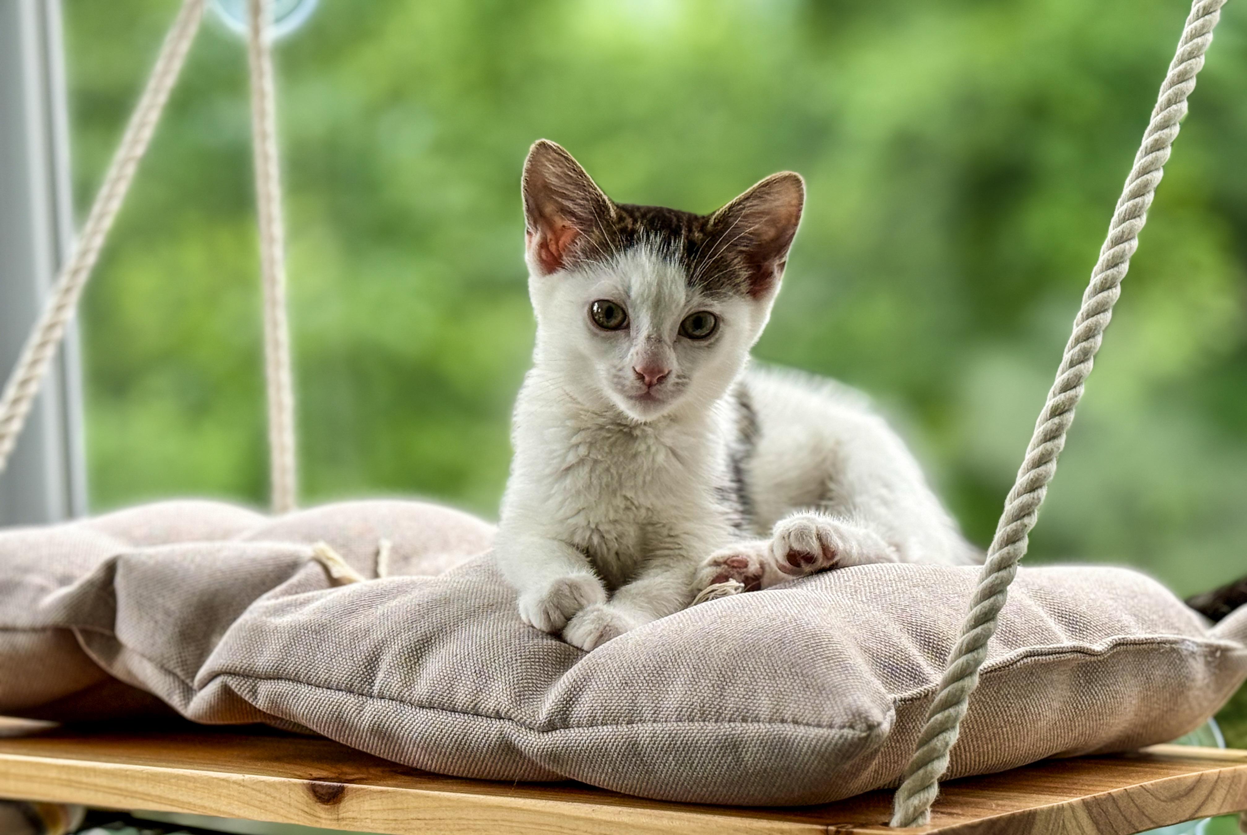 Star, an adopted Domestic Short Hair in Johnson City, TN image 4/6
