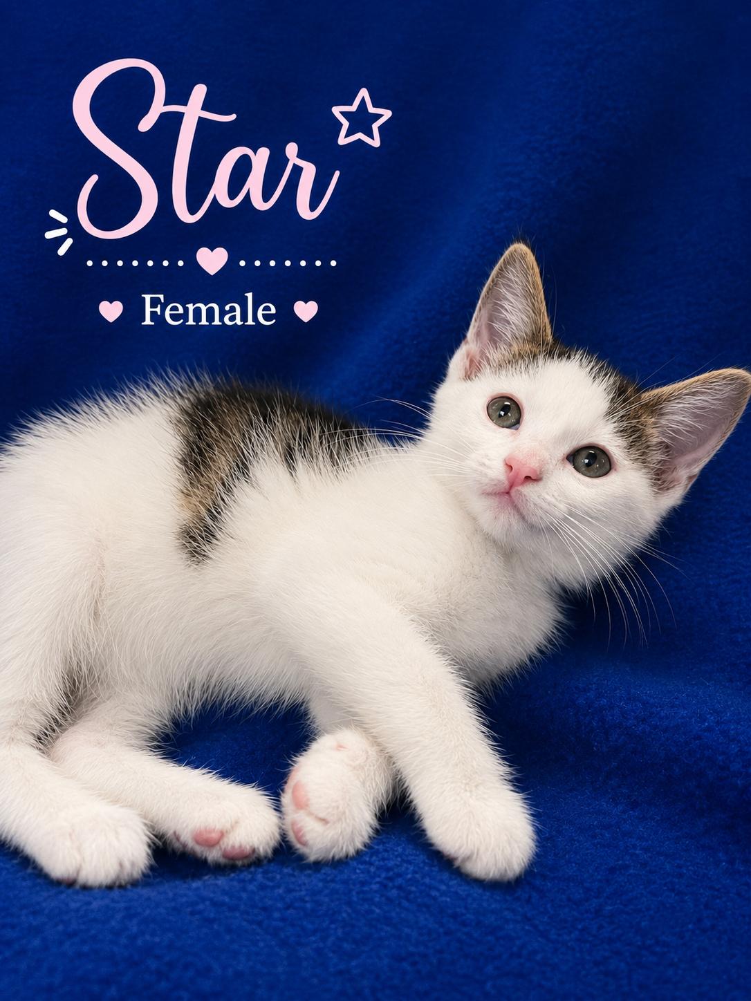 Enlarge Star, a ADOPTABLE Domestic Short Hair in Johnson City, TN image 1/1
