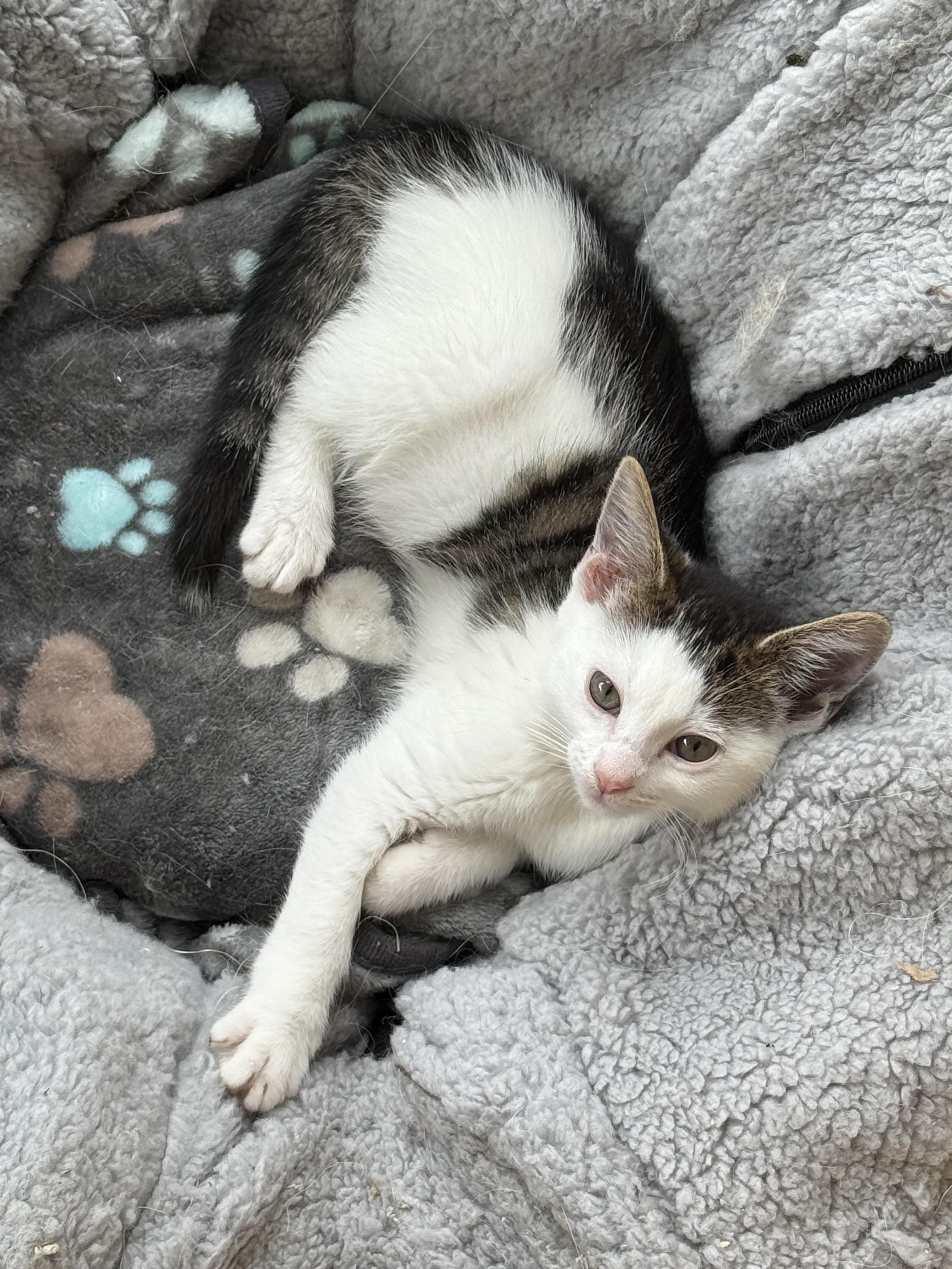 Star, an adopted Domestic Short Hair in Johnson City, TN image 5/6