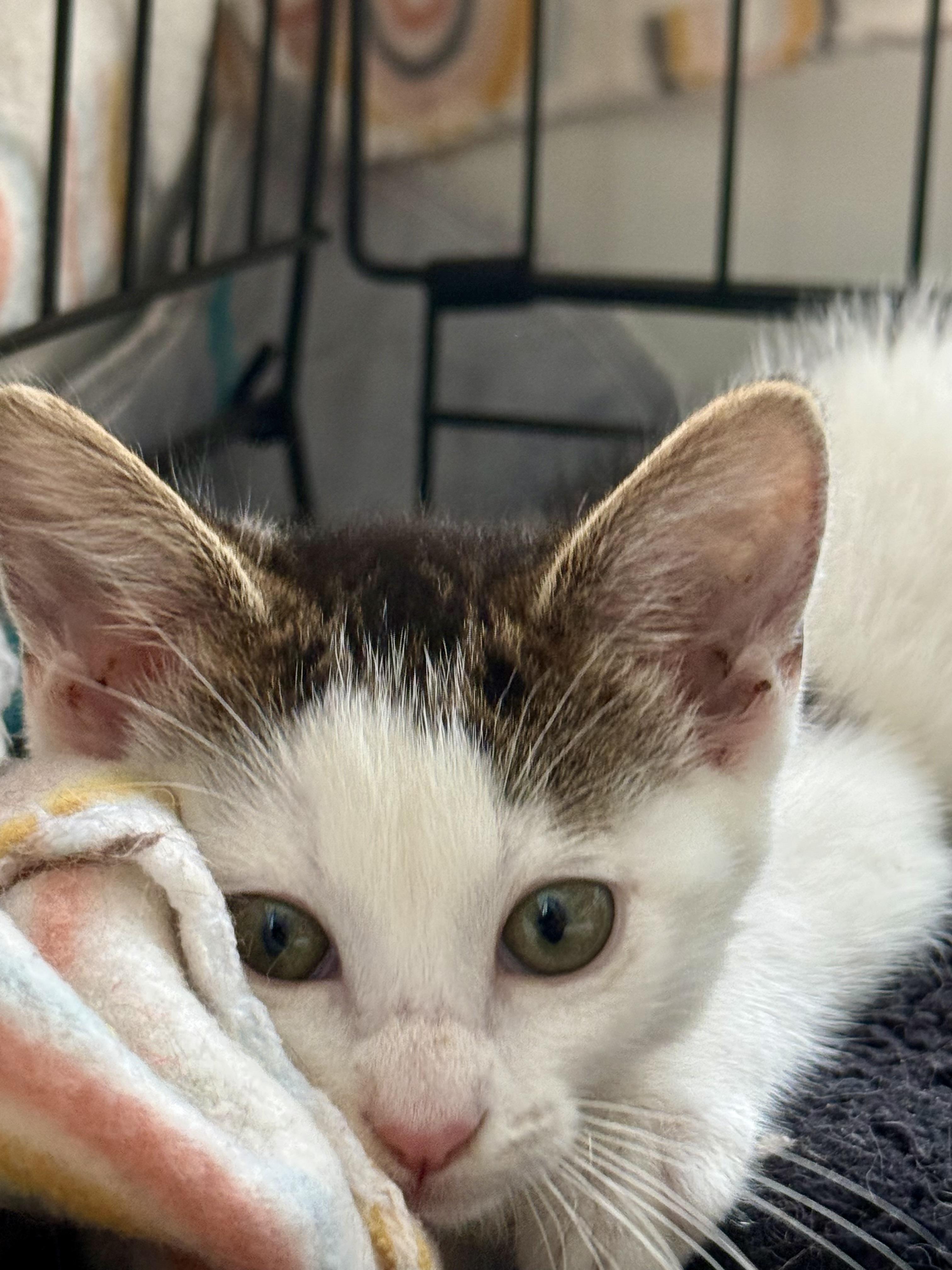 Star, an adopted Domestic Short Hair in Johnson City, TN image 3/6