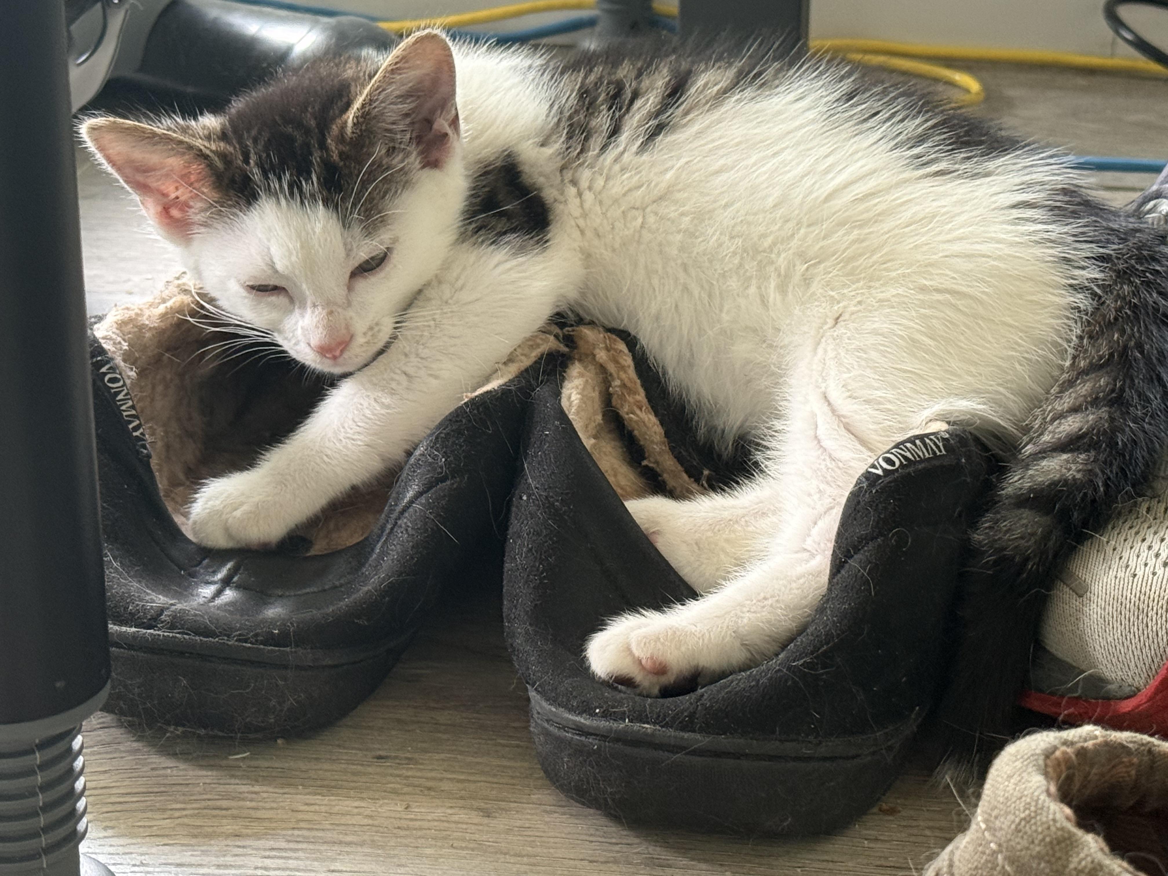 Star, an adopted Domestic Short Hair in Johnson City, TN image 6/6