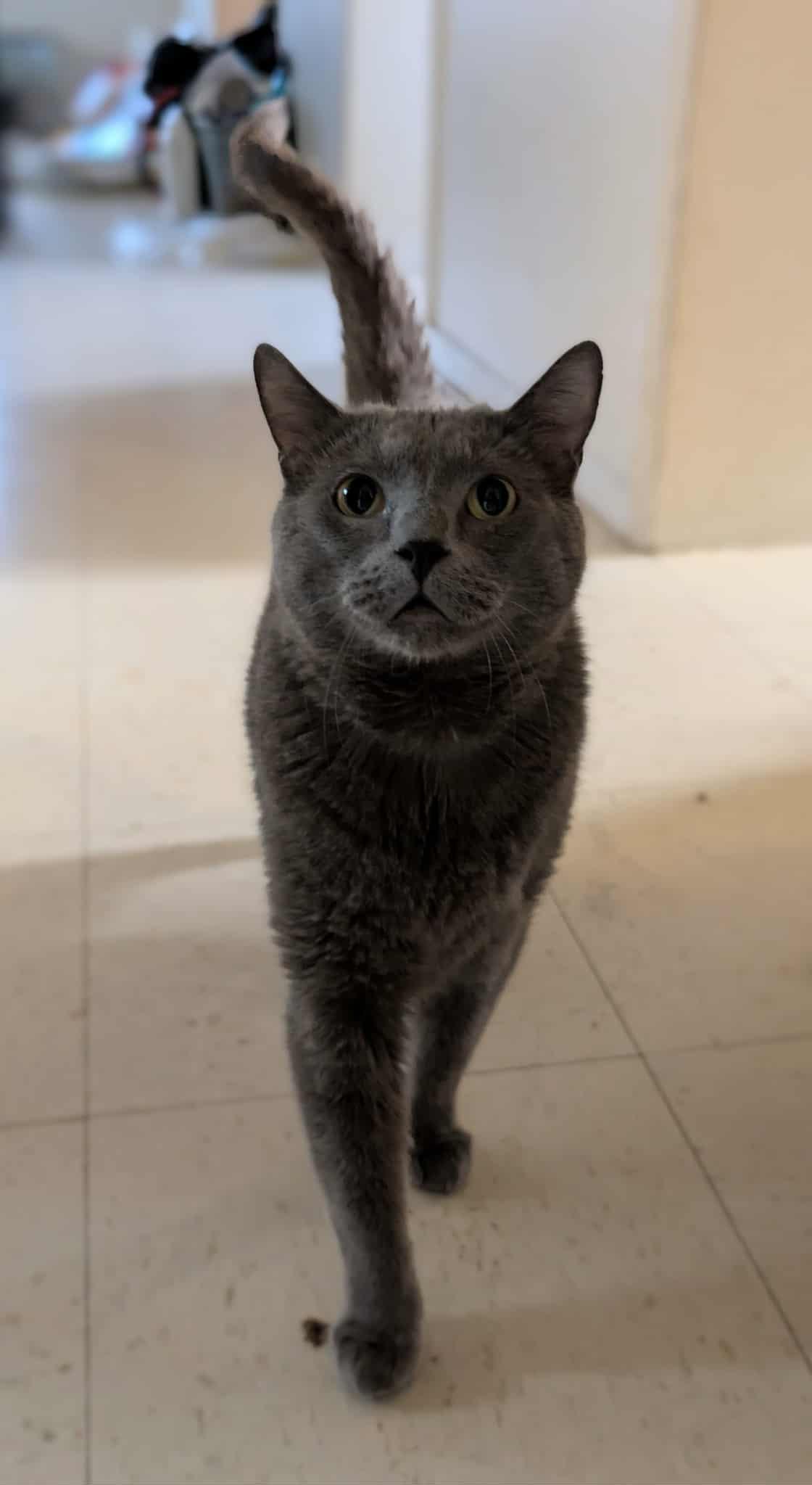 Houdini, adopted, Adult Male Russian Blue.