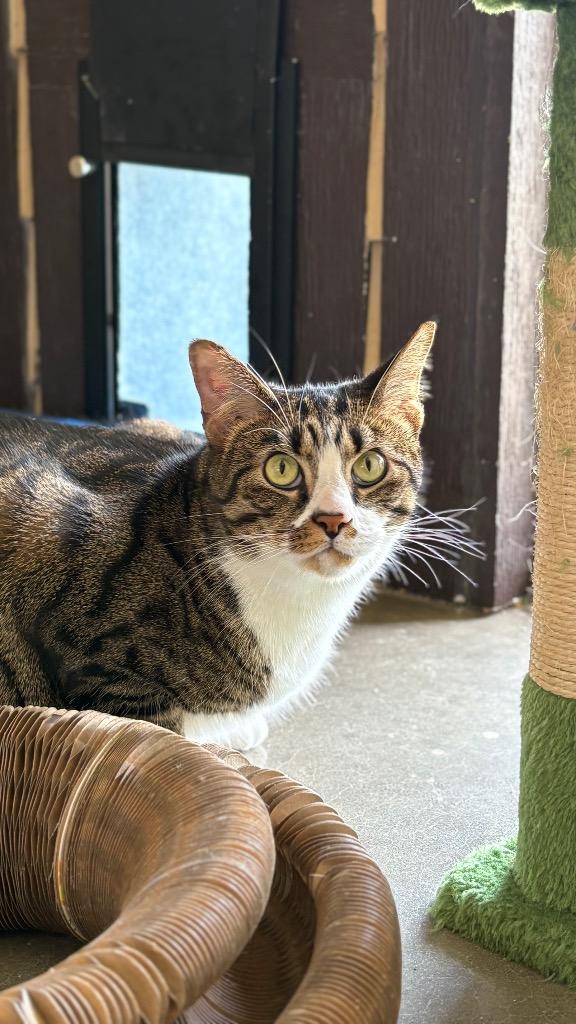 Peter, Adoptable, Adult Male Domestic Short Hair.