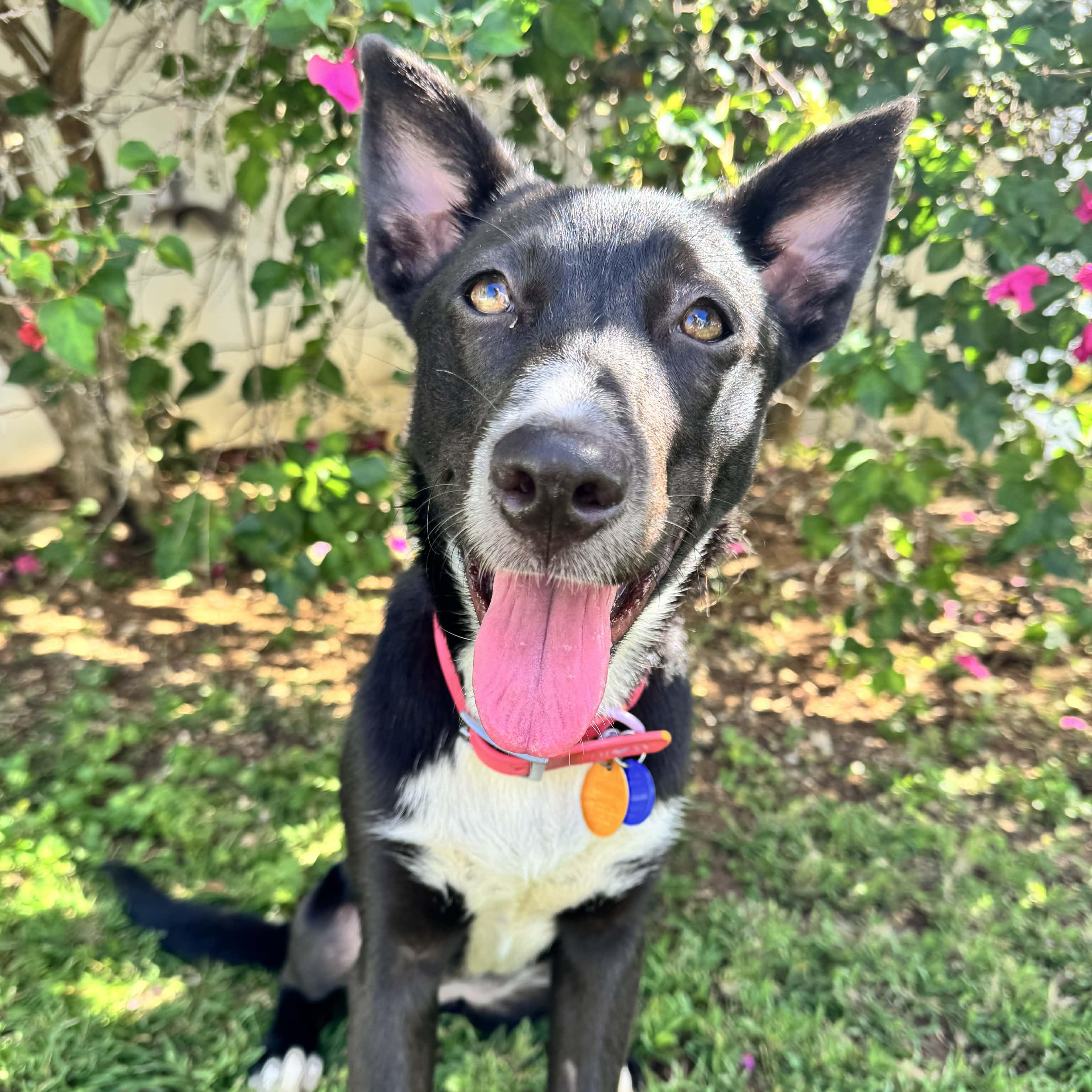 Uma!, adopted, Young Female Labrador Retriever & Mixed Breed.