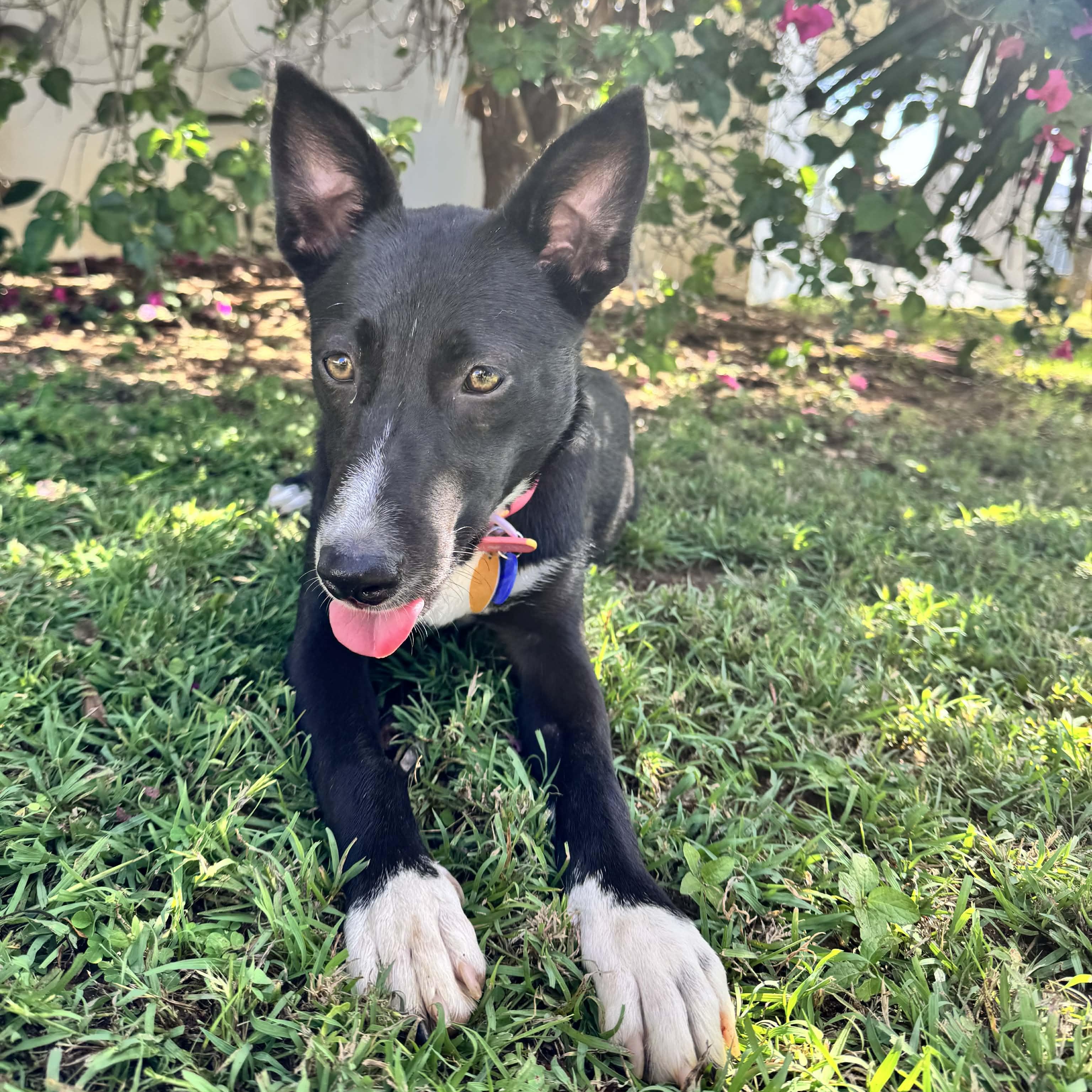 Enlarge Uma!, an adopted mixed breed in ISABELA, PR image 4/5