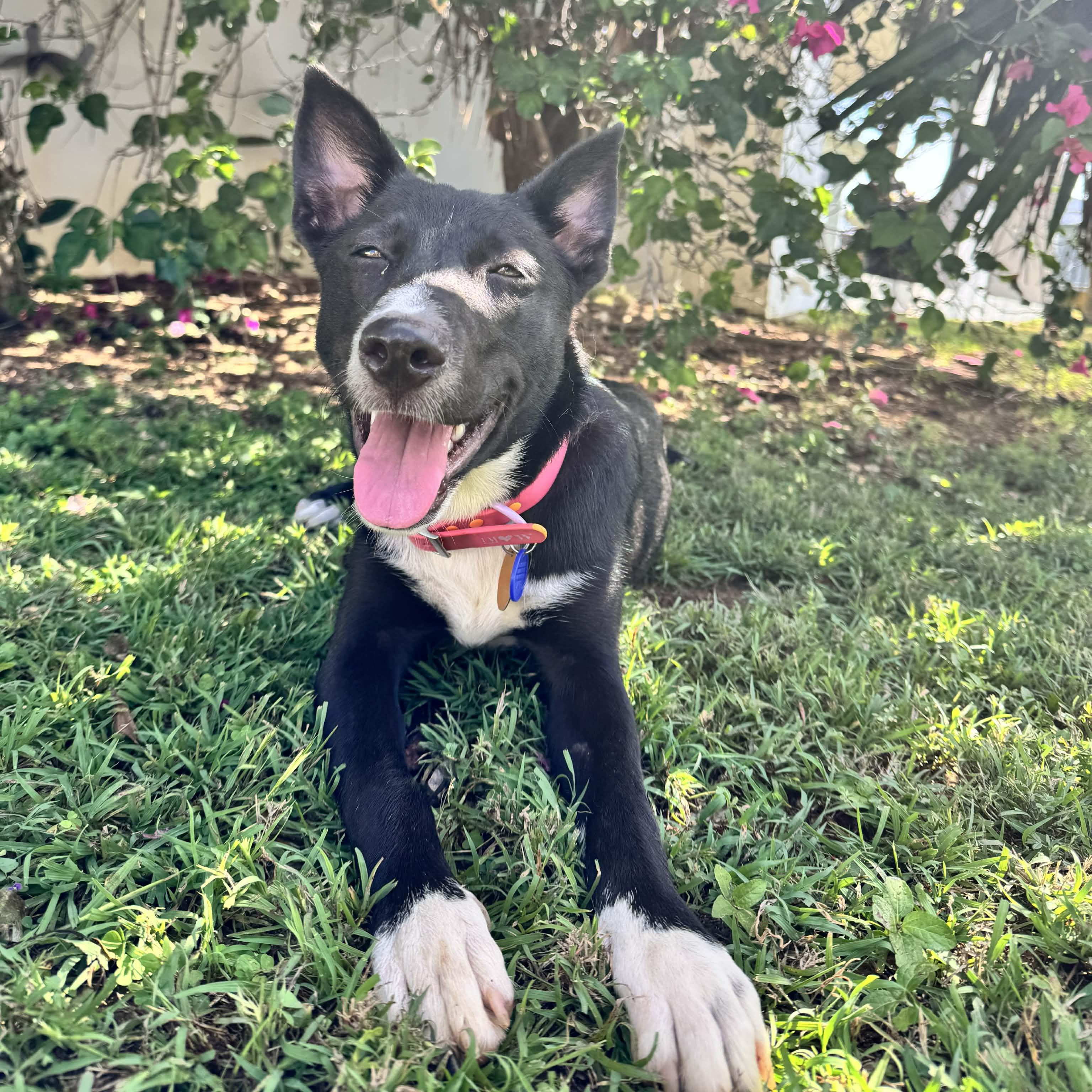 Enlarge Uma!, an adopted mixed breed in ISABELA, PR image 5/5