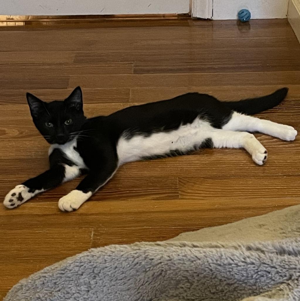 Shandy26, Adoptable, Kitten Male Domestic Short Hair.