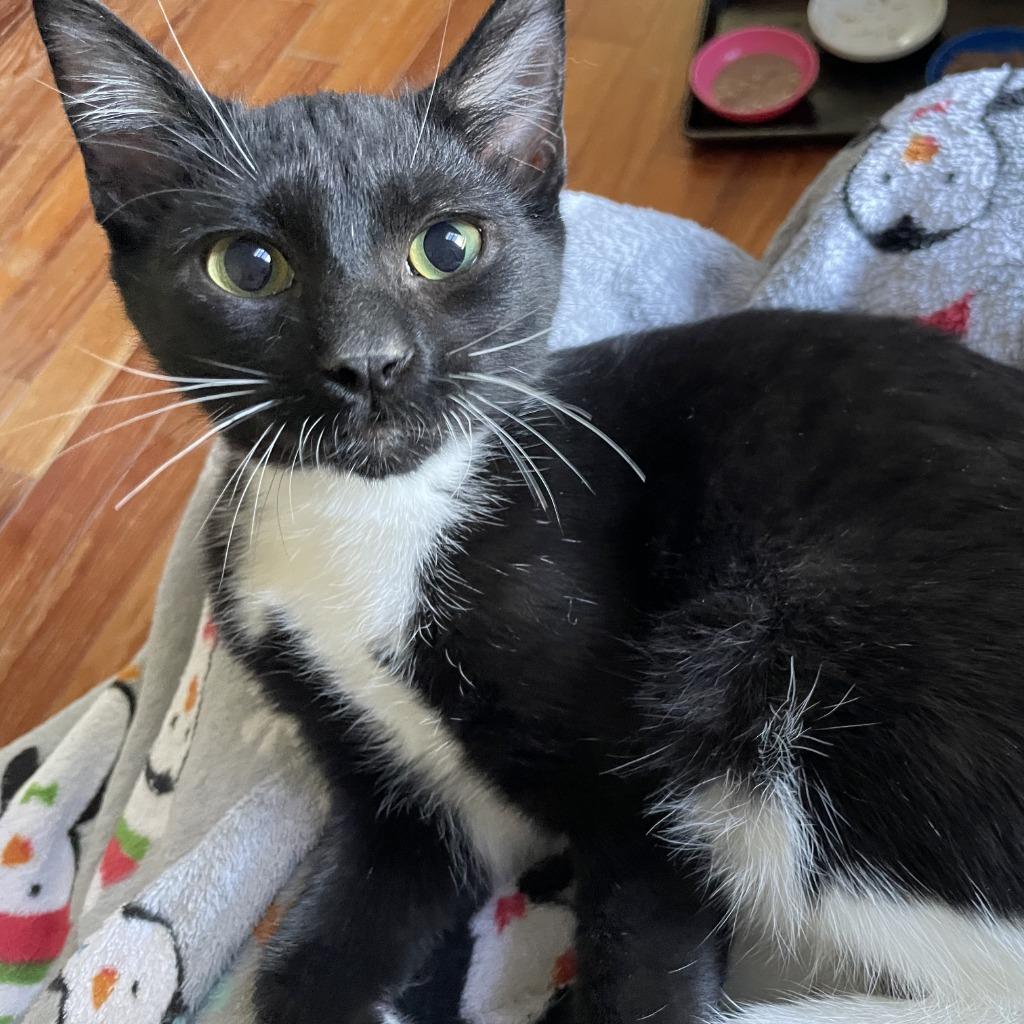 Enlarge Shandy26, a Adoptable mixed breed in Youngsville, NC image 2/3