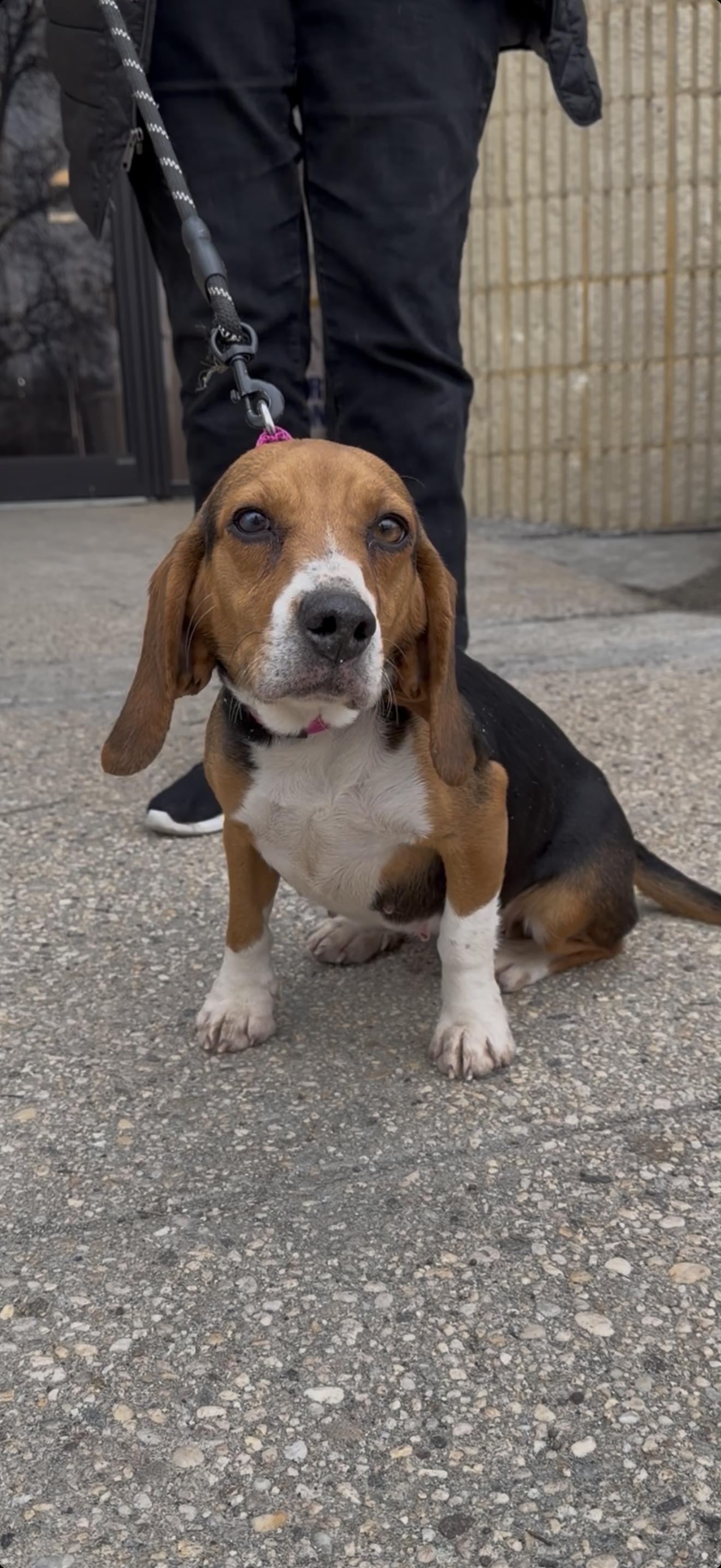 Muffin, adopted, Adult Female Beagle.
