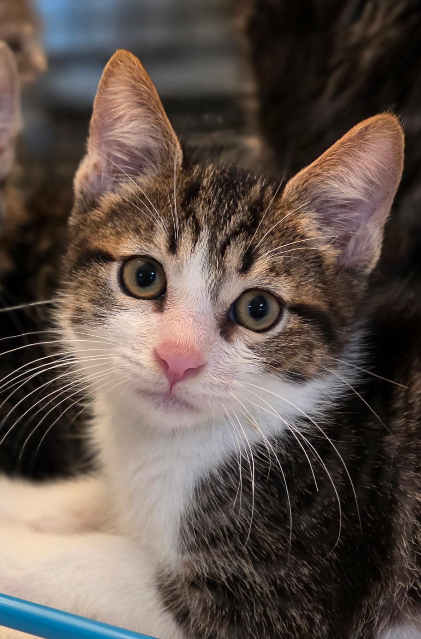 Ricky, Adopted, Young Male Domestic Short Hair.