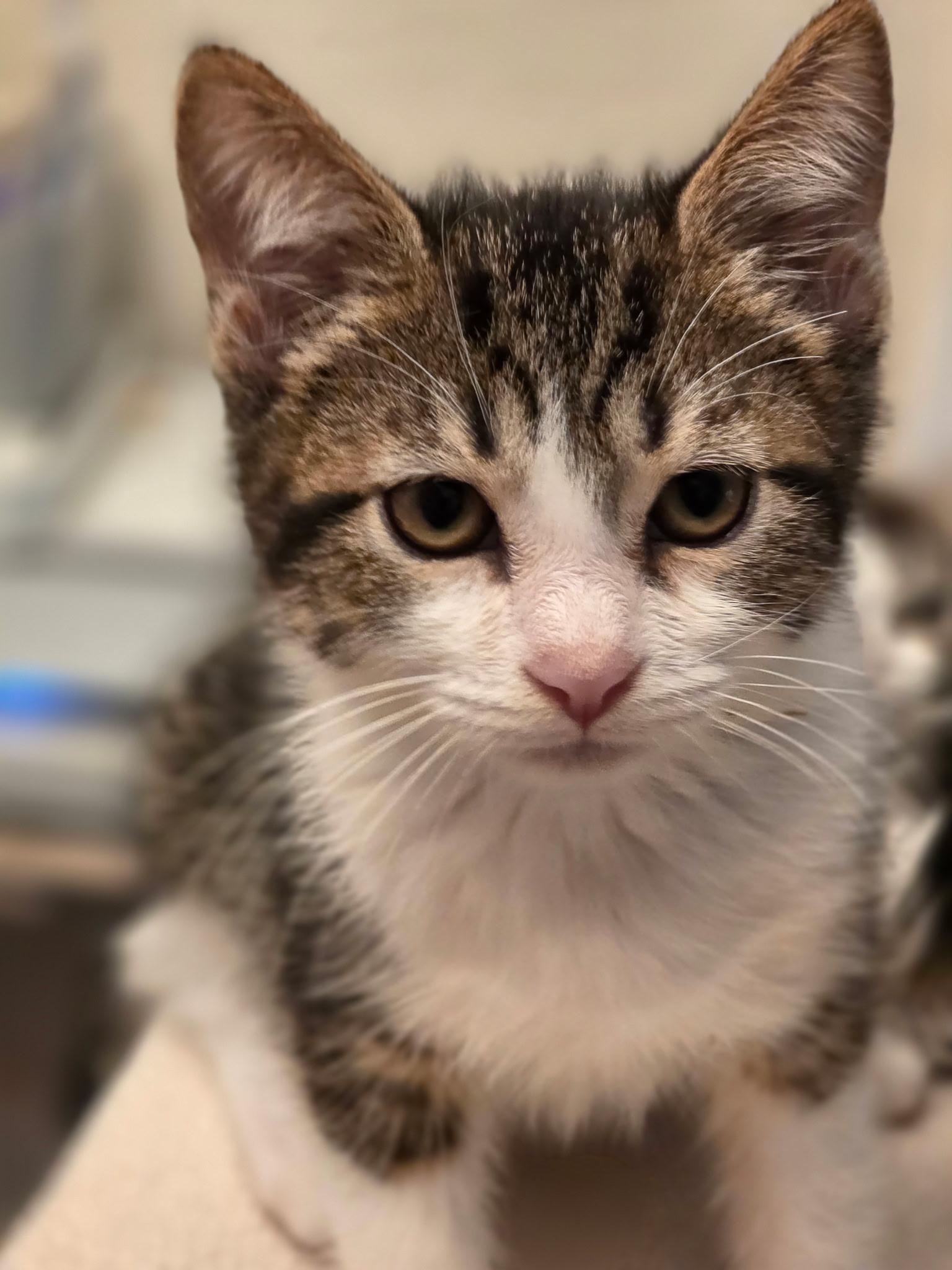 Enlarge Ricky, a Adopted Domestic Short Hair in Rio Linda, CA image 2/4