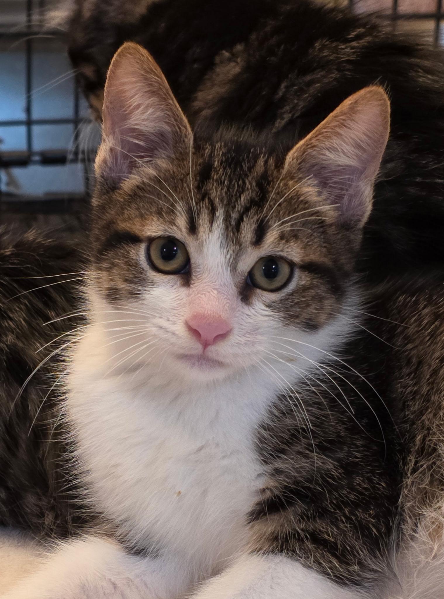 Enlarge Ricky, a Adopted Domestic Short Hair in Rio Linda, CA image 4/4