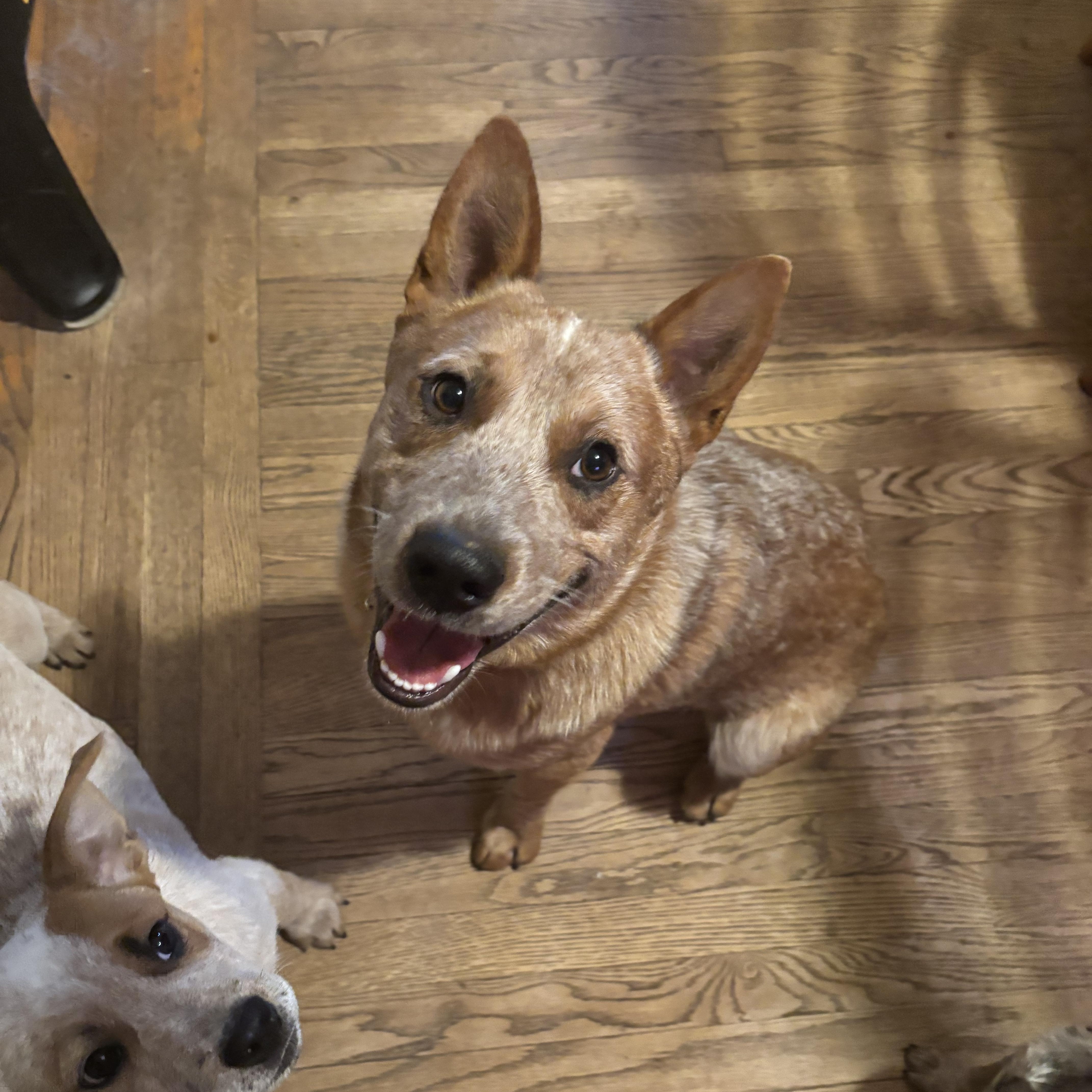 Enlarge Asher, a ADOPTABLE Australian Cattle Dog / Blue Heeler in Garden City, NY image 1/4