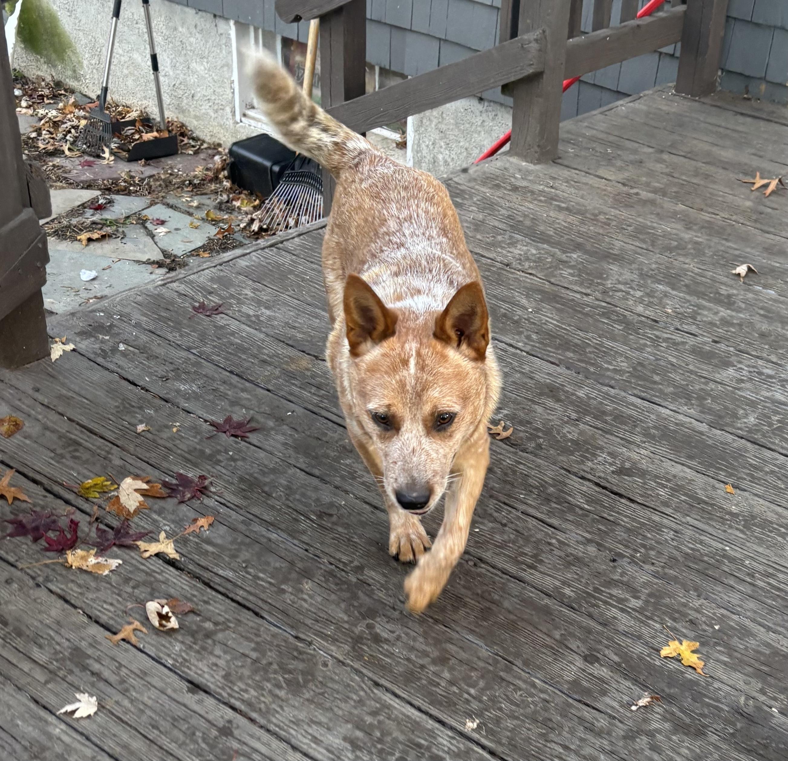 Enlarge Asher, a ADOPTABLE Australian Cattle Dog / Blue Heeler in Garden City, NY image 2/4