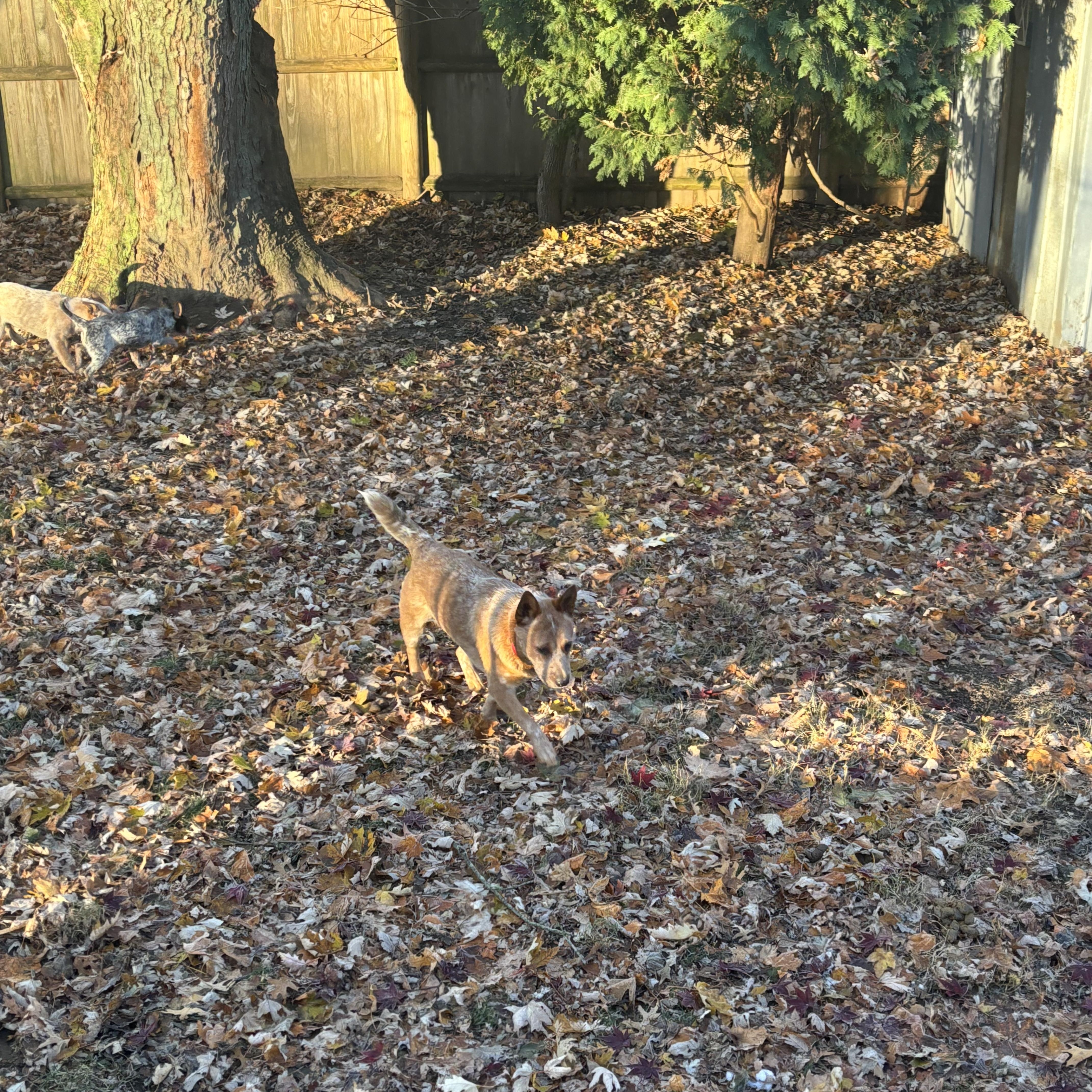 Enlarge Asher, a ADOPTABLE Australian Cattle Dog / Blue Heeler in Garden City, NY image 4/4