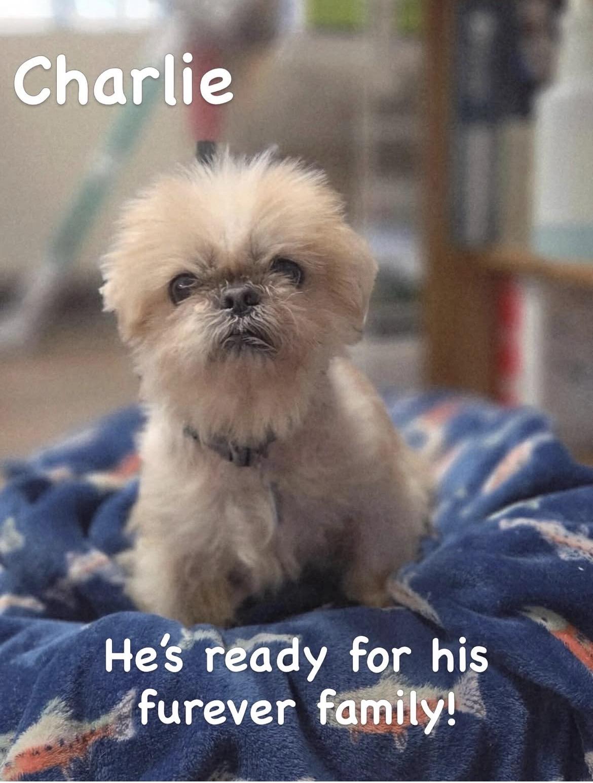 Enlarge Charlie, a ADOPTABLE mixed breed in Seattle, WA image 1/1