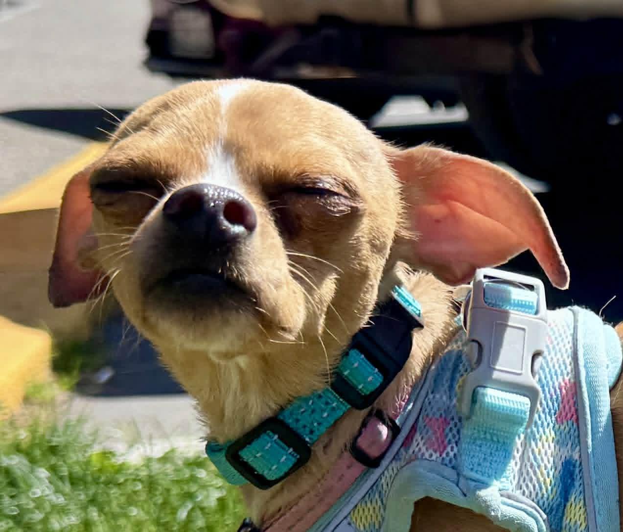 Dream, Adoptable, Young Female Chihuahua.