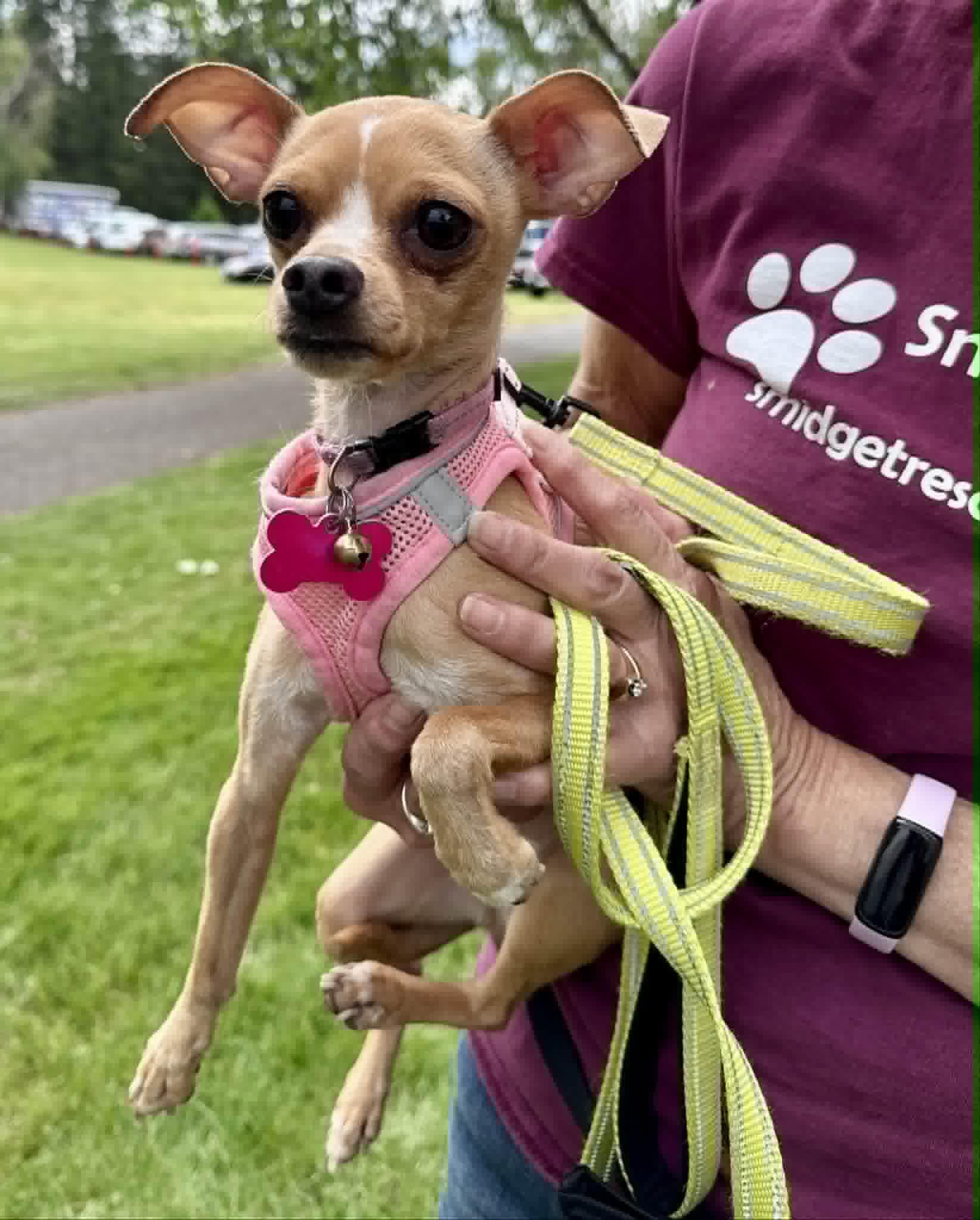 Dream, Adoptable, Young Female Chihuahua.