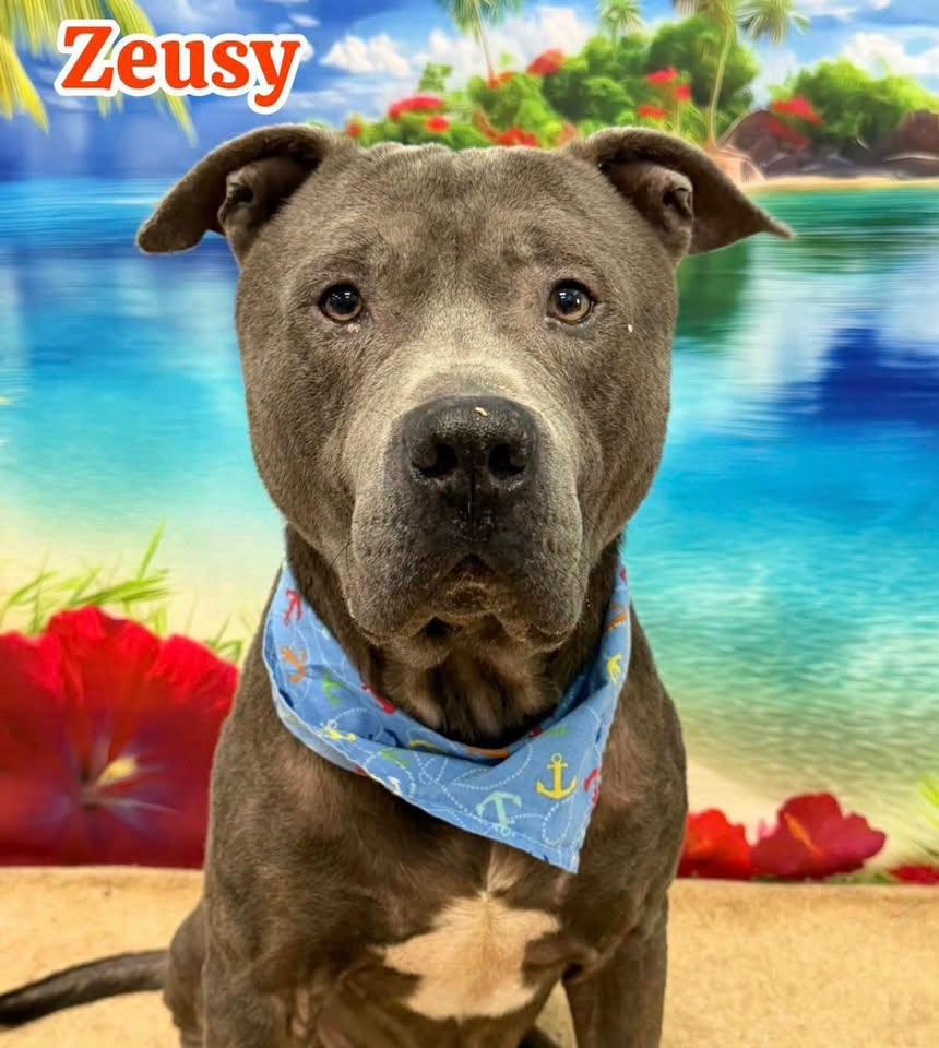 Zeusy, Adoptable, Adult Male Mixed Breed.
