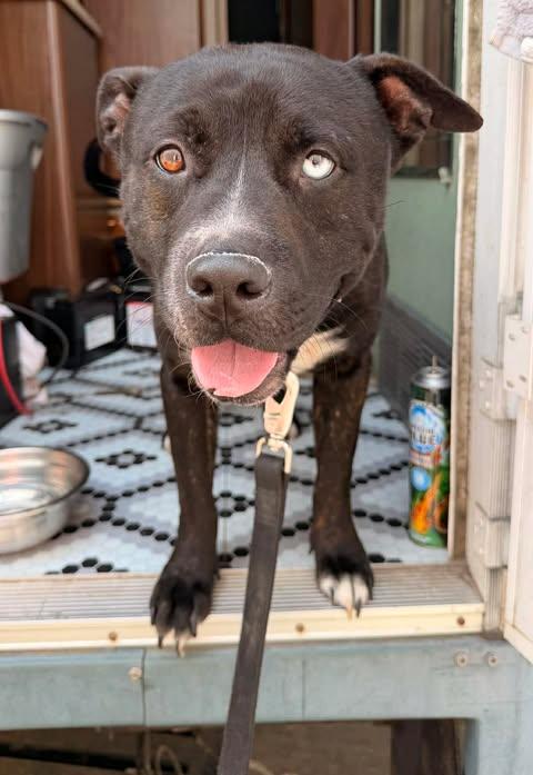 Bunco, Adoptable, Young Male Staffordshire Bull Terrier.