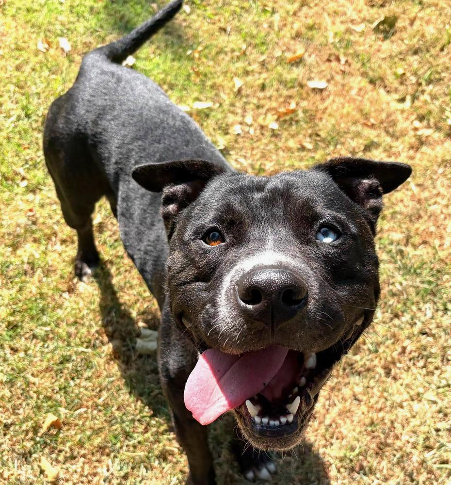 Enlarge Bunco, a Adoptable mixed breed in TULSA, OK image 2/6