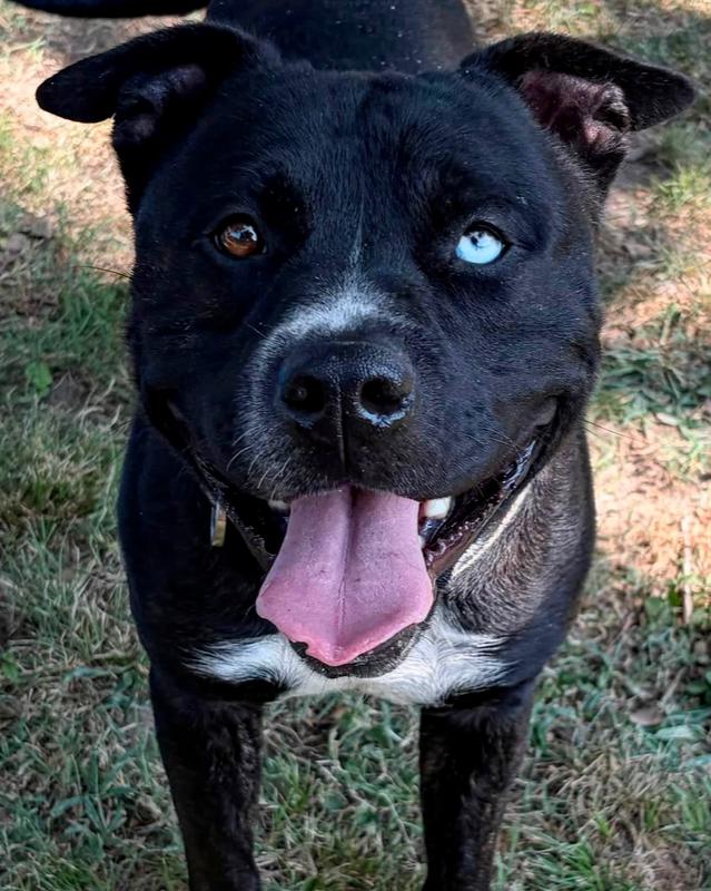 Enlarge Bunco, a Adoptable mixed breed in TULSA, OK image 3/6