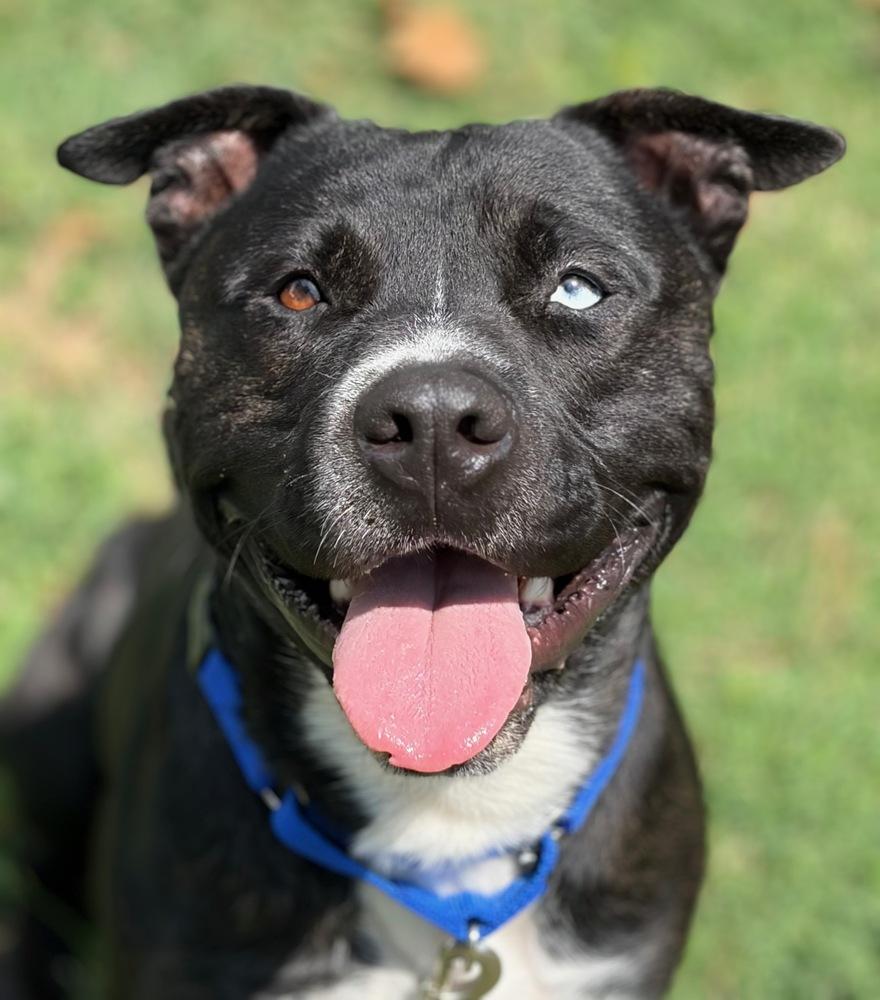 Enlarge Bunco, a Adoptable mixed breed in TULSA, OK image 4/6