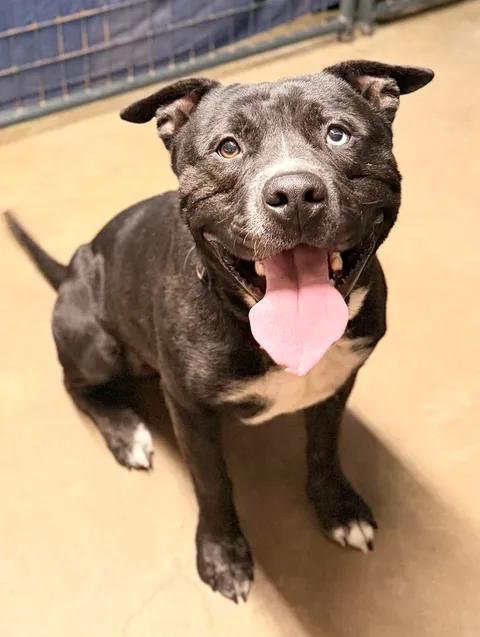 Enlarge Bunco, a Adoptable mixed breed in TULSA, OK image 5/6