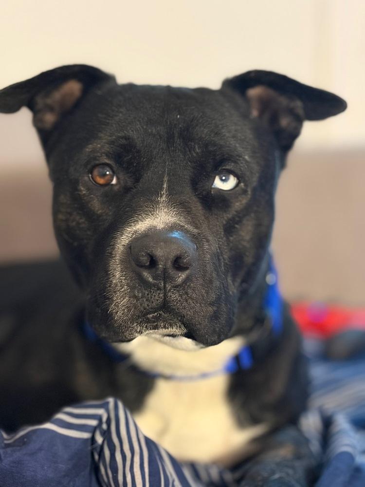 Enlarge Bunco, a Adoptable mixed breed in TULSA, OK image 6/6
