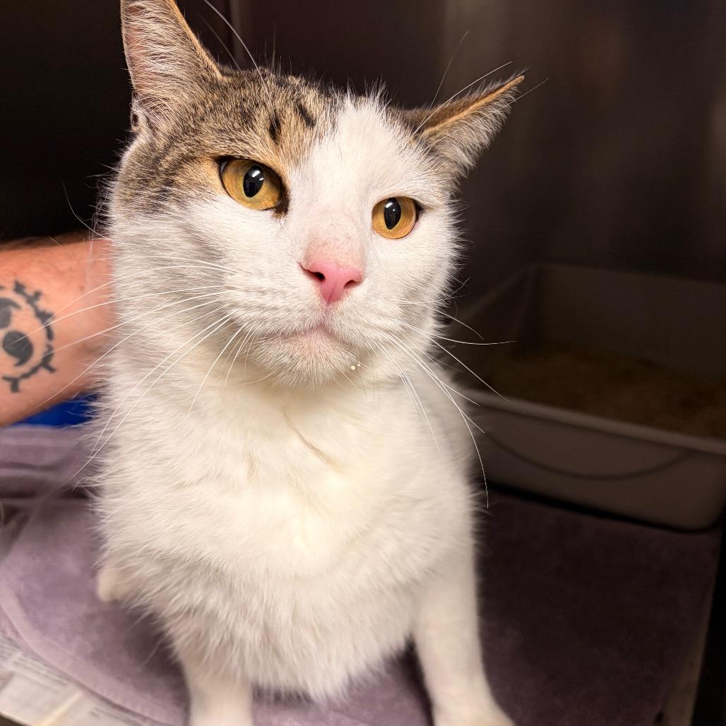 Glen, Adoptable, Adult Male Domestic Short Hair.