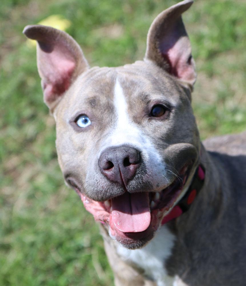 Birdy (AO33774), Adult Female Pit Bull Terrier