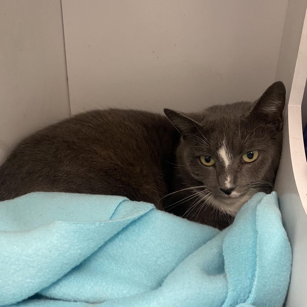 Enlarge Minnie, a Adoptable Domestic Short Hair in Dayton, OH image 1/1