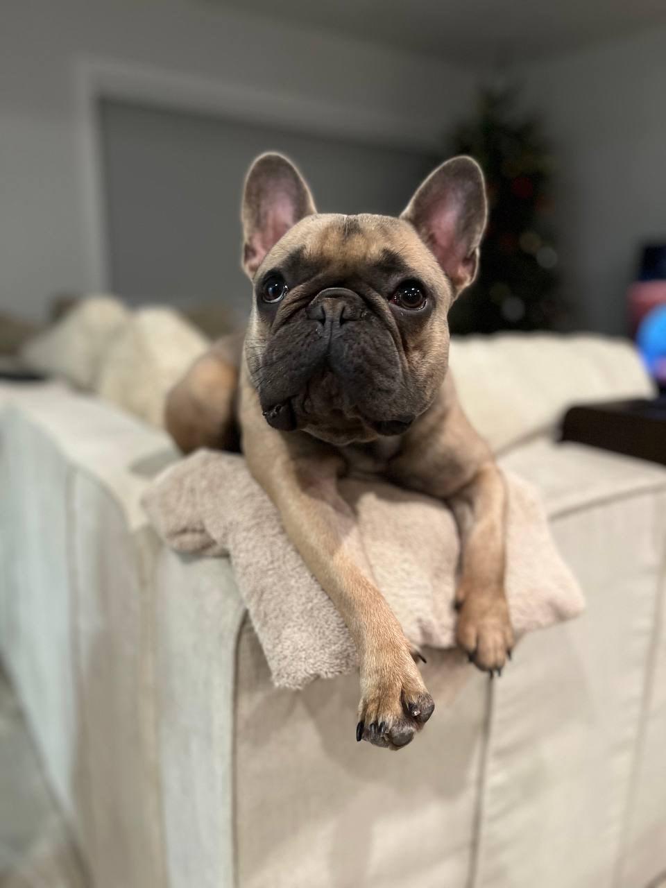 Georgie, an adoption pending French Bulldog in Miramar, FL image 1/5