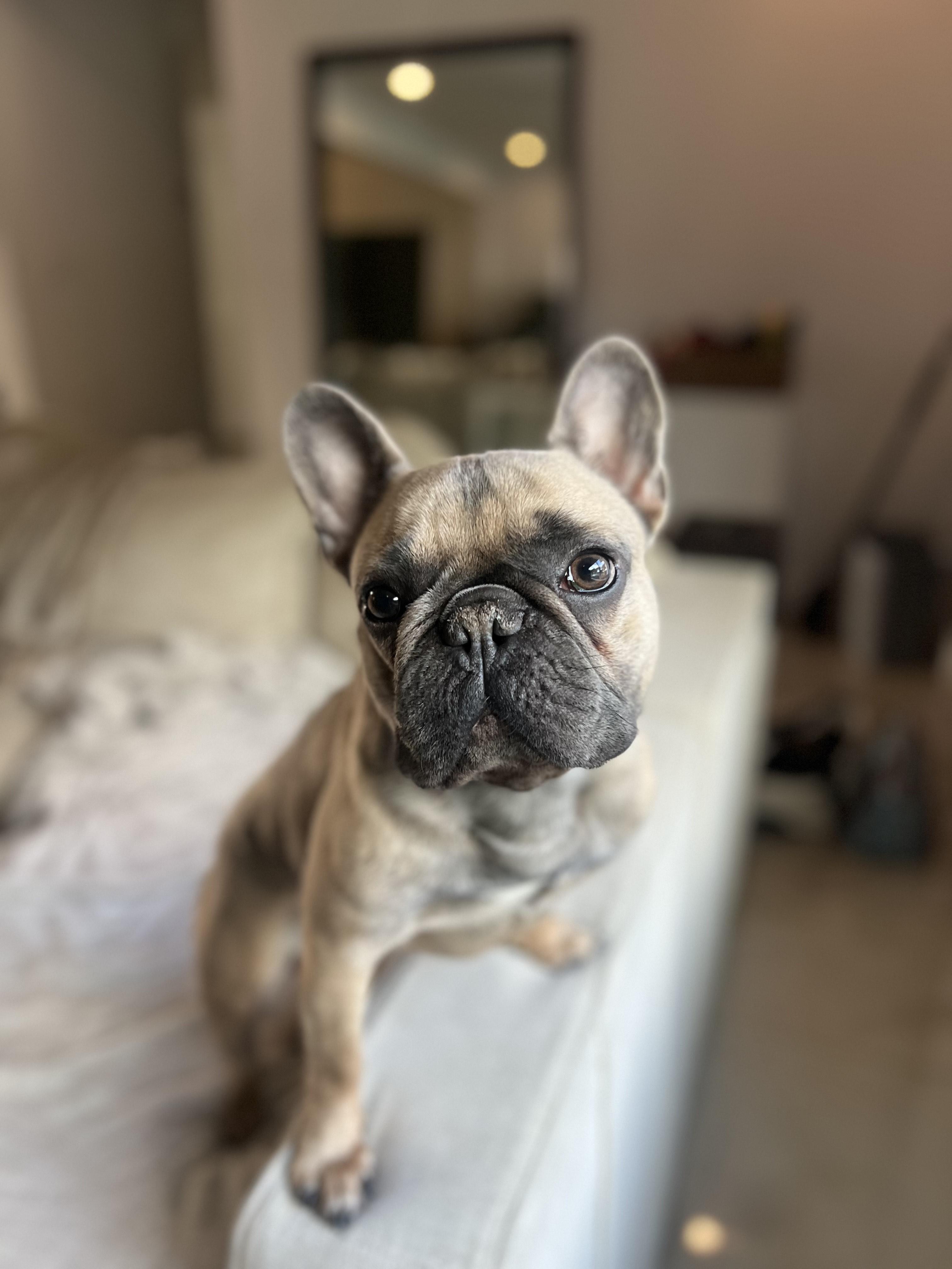 Georgie, an adoption pending French Bulldog in Miramar, FL image 2/5