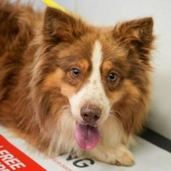 Brian, Adoptable, Adult Male Australian Shepherd.