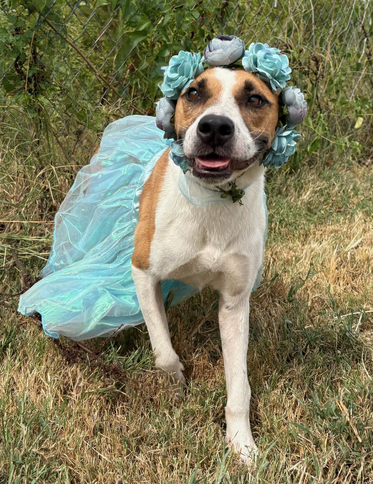 Junebug, a Adoptable mixed breed in Manchester, NH image 1/4