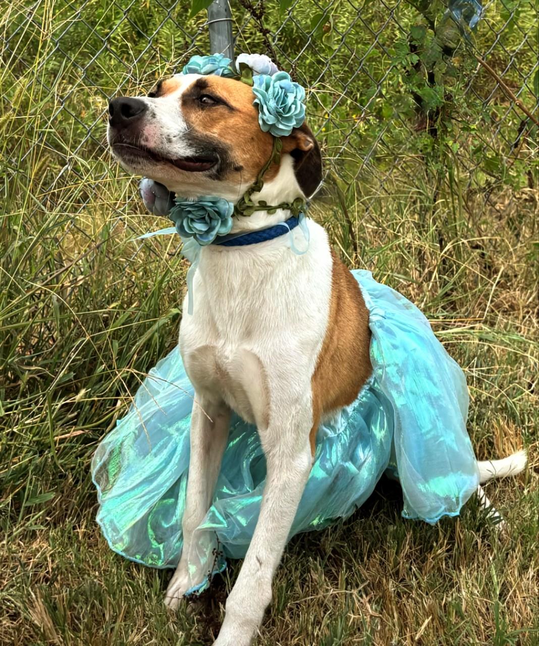 Junebug, a Adoptable mixed breed in Manchester, NH image 3/4