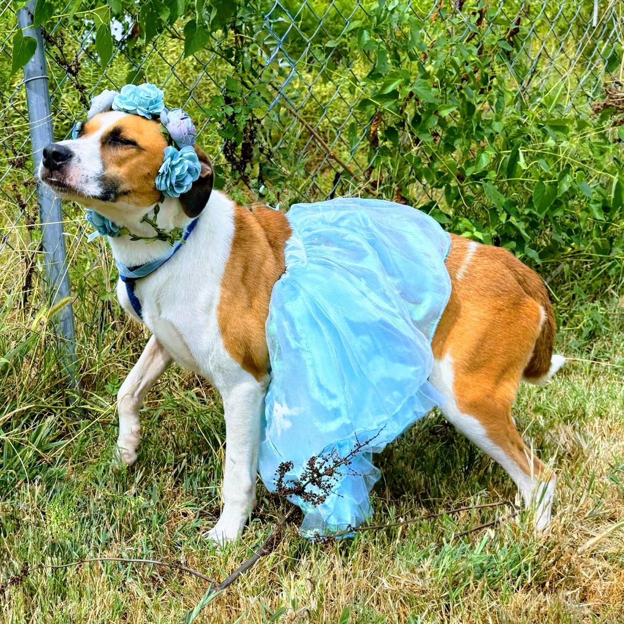 Junebug, a Adoptable mixed breed in Manchester, NH image 4/4