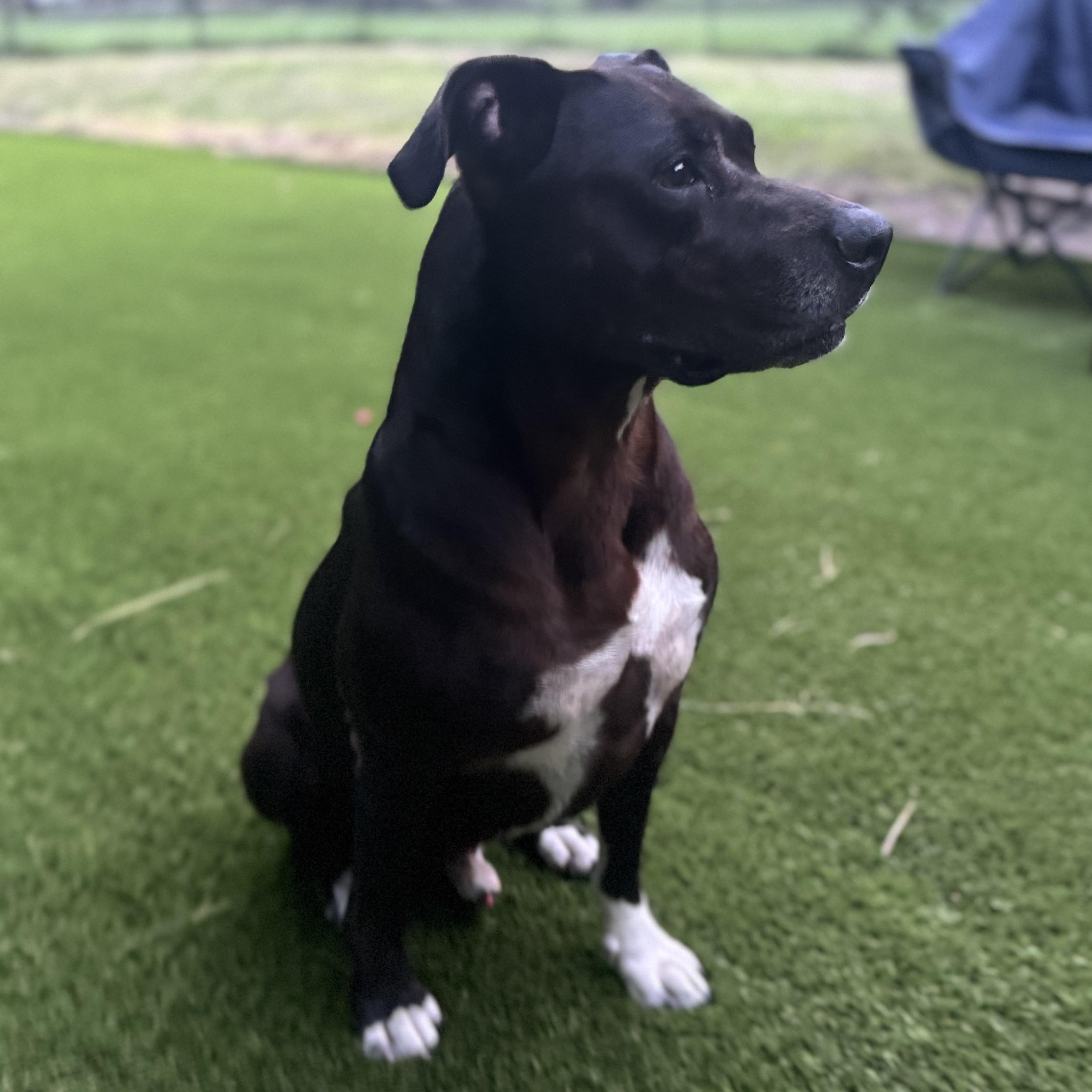 Brian, Adoptable, Adult Male Labrador Retriever & American Staffordshire Terrier.