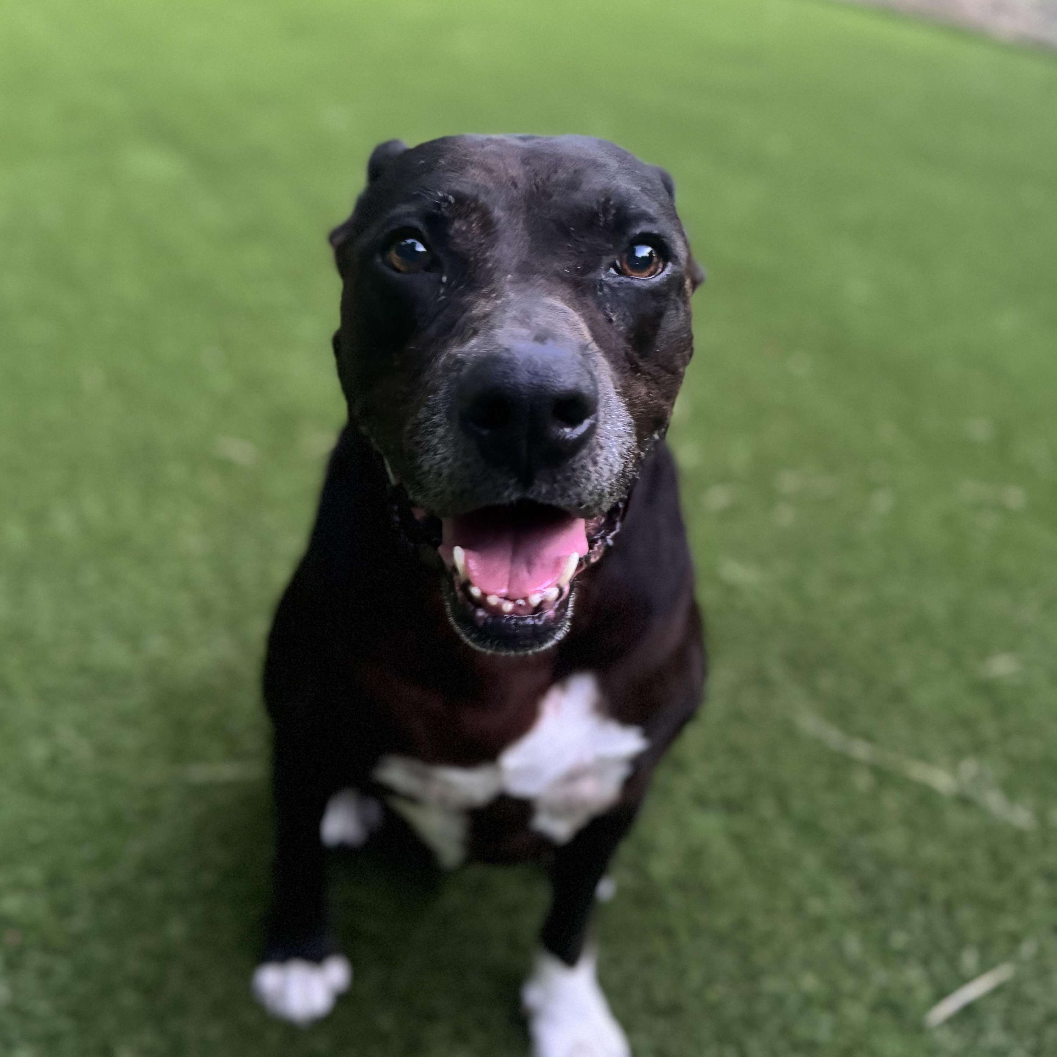 Brian, Adoptable, Adult Male Labrador Retriever & American Staffordshire Terrier.