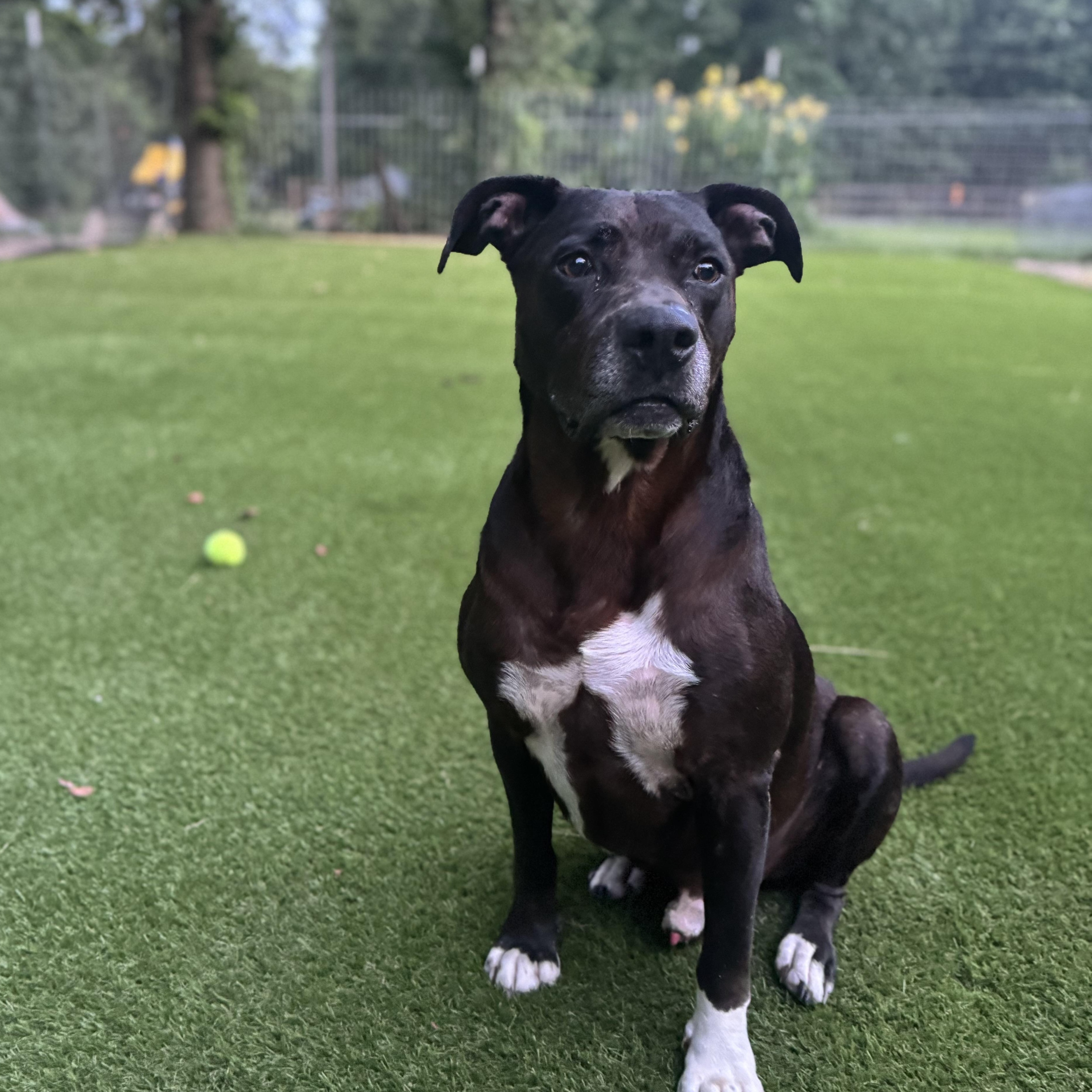 Brian, a Adoptable mixed breed in Cincinnati, OH image 3/5