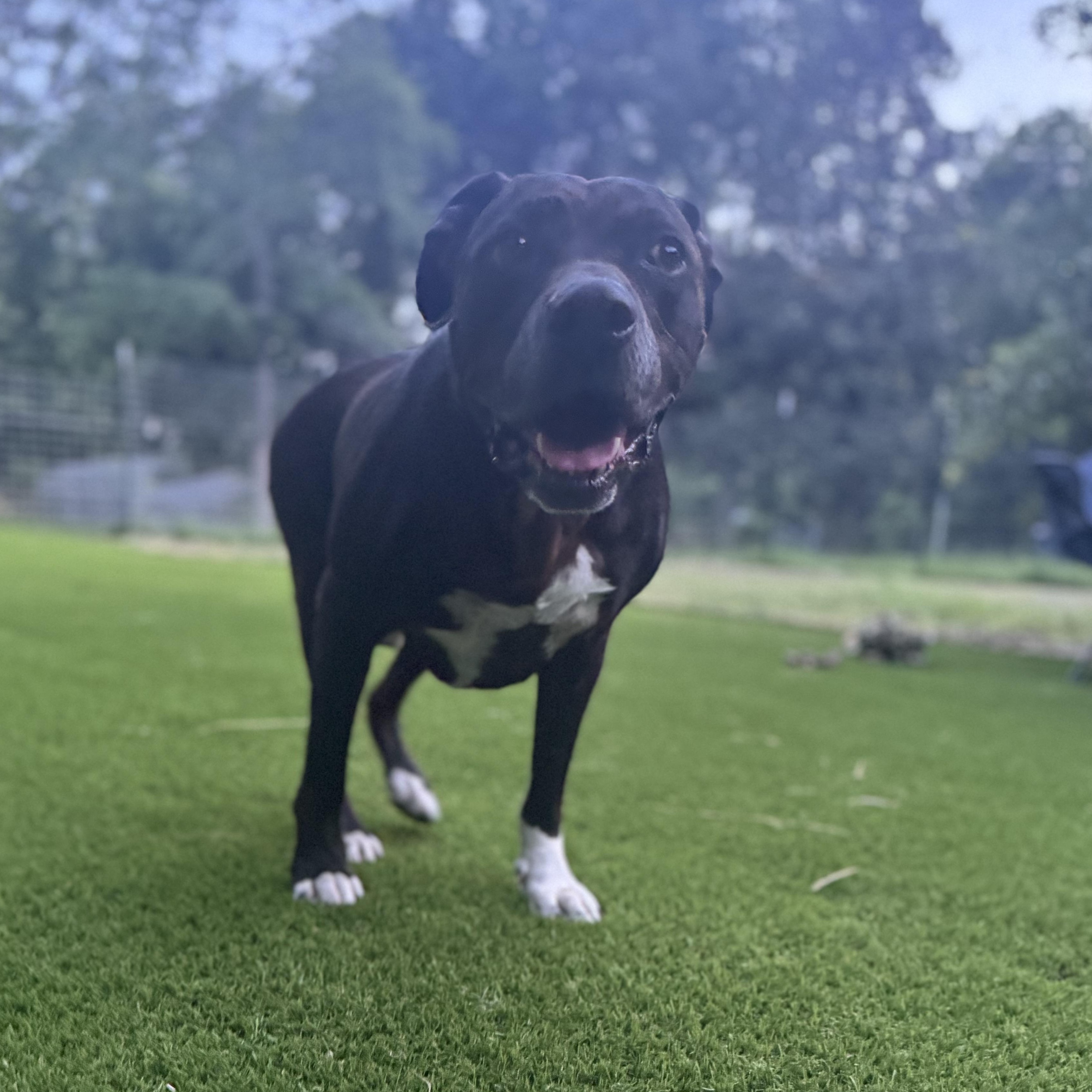 Brian, a Adoptable mixed breed in Cincinnati, OH image 4/5