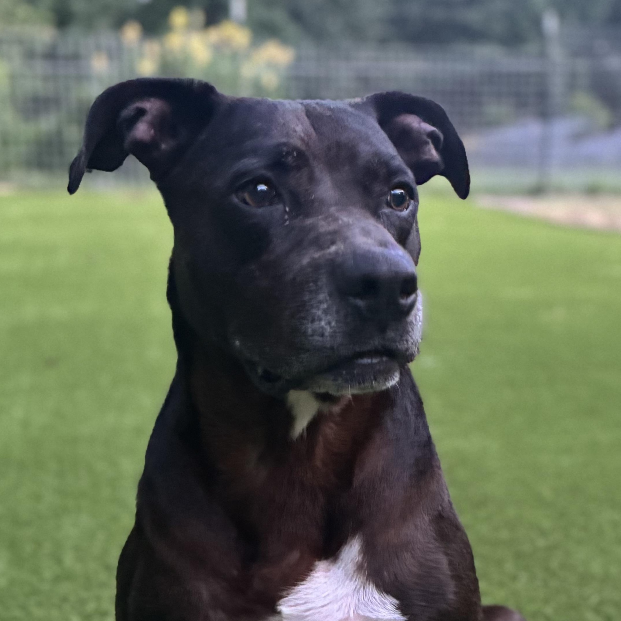 Brian, a Adoptable mixed breed in Cincinnati, OH image 5/5