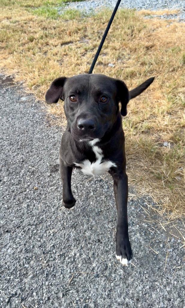 Enlarge Dirk, a Adoptable mixed breed in Chickamauga , GA image 1/2